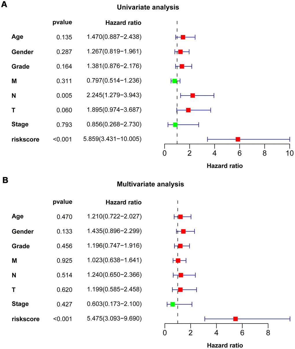 Univariate and multivariate Cox regression analysis of clinicopathologic features. Forest plots showed clinicopathologic features with prognostic significance in univariate (A) and multivariate (B) Cox regression analysis, respectively.