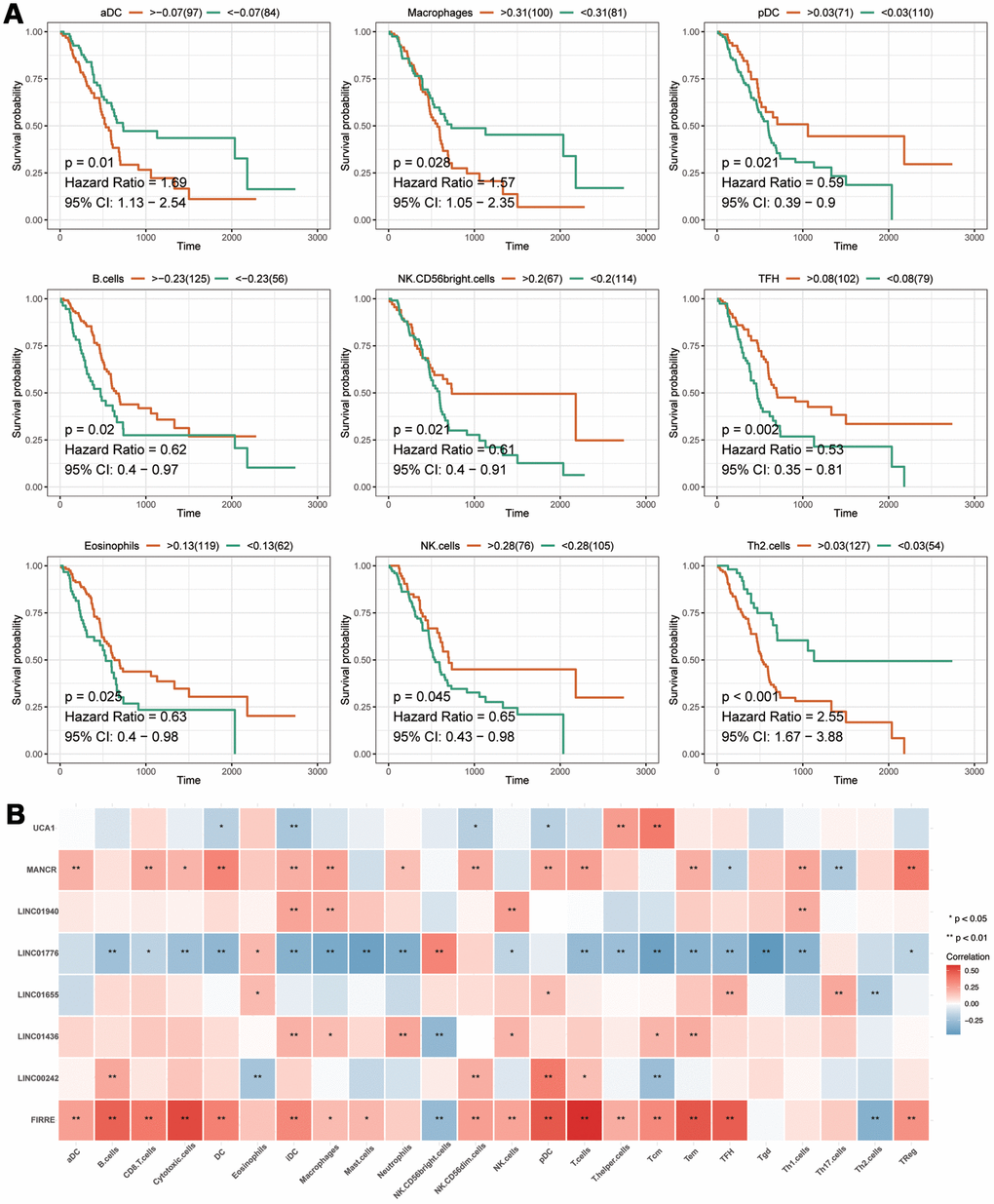 The analyses of immune cell. (A) The prognostic analysis of immune cells. The X-axis represents the survival time (day). Orange and green curve denote the high- and low-level groups, respectively. (B) The correlation of eight-IRlncRNA signature with immune cells. The X-axis represents the type of immune cells, and the Y-axis represents eight lncRNAs. Red means positive correlation, while blue means negative correlation. The darker color stands for a stronger correlation.