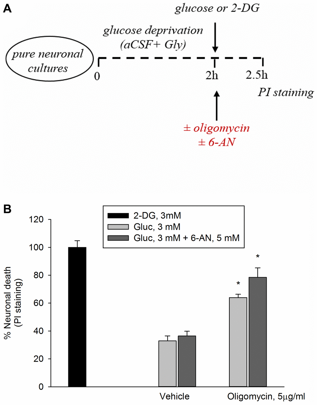 Inhibition of the PP pathway by 6-aminonicotinamide did not increase significantly oligomycin toxicity. Experiments were performed as represented in the drawing. (A) Following 2 hours of glucose deprivation, neurons were returned to 3 mM glucose (Gluc) in either the absence or the presence of oligomycin (5 μg/ml) to inhibit ATP synthase. (B) Oligomycin induced a 60% neuronal death after 2.5 hours, whereas 2-deoxyglucose (2-DG, 3 mM), which inhibits overall glucose metabolism, virtually killed all neurons. The addition of 6-aminonicotinamide (6-AN, 5 mM) did not potentiate significantly oligomycin toxicity. Neuronal death was quantified by propidium iodide (PI) staining of neurons that had lost membrane integrity and expressed as percentage of 2-DG-induced death. Bars represent the means ± SEM of 4 determinations. *P 