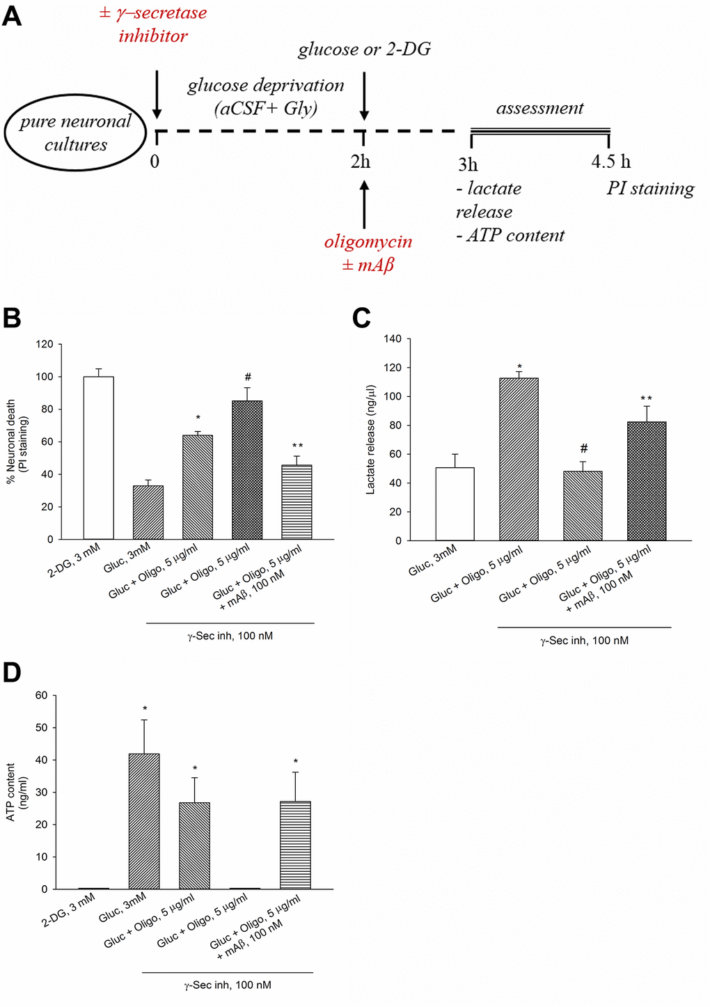 The endogenous release of Aβ sustained neuronal survival, lactate release and ATP levels in the presence of oligomycin. Experiments were performed as represented in the drawing (A). In the presence of oligomycin (Oligo, 5 μg/ml), blockade of Aβ production by γ-secretase inhibitor IX (γ-Sec Inh, 100 nM) worsened neuronal survival (B), reduced lactate release (C) and ATP content (D). The addition of synthetic Aβ42 monomers (mAβ, 100 nM) prevented the effects of γ-Sec Inh (B–D). Both in (B and C) bars represent the means ± SEM of 4 determinations. P *glucose (Gluc), or #Gluc ± Oligo in the absence of γ-Sec Inh, or **Gluc ± Oligo in the presence of γ-Sec Inh; one-way ANOVA with post hoc Fisher LSD multiple comparison method. In (D) bars represent the means ± SEM of 3–4 determinations. *P 