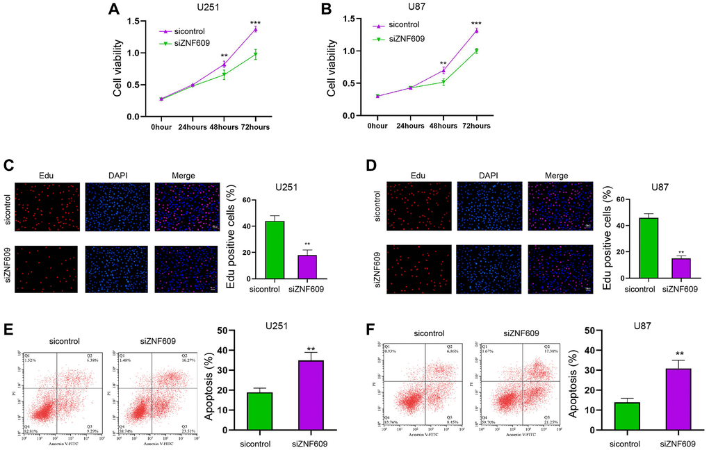 The depletion of ZNF609 reduces glioma cell survival in vitro. (A–F) The U251 and U87 cells were transfected with ZNF609 siRNA. (A and B) The cell viabilities of were analyzed by MTT assays. (C and D) The cell proliferation was detected by Edu assays. (E and F) The cell apoptosis was detected by flow cytometry. mean ± SD, **P 
