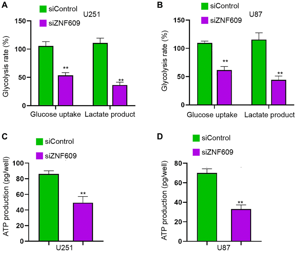 The depletion of ZNF609 inhibits glycolysis in glioma cells. (A–D) The U251 and U87 cells were transfected with ZNF609 siRNA. (A and B) The glucose uptake and lactate product were measured. (C and D) The ATP production was analyzed. mean ± SD, **P 