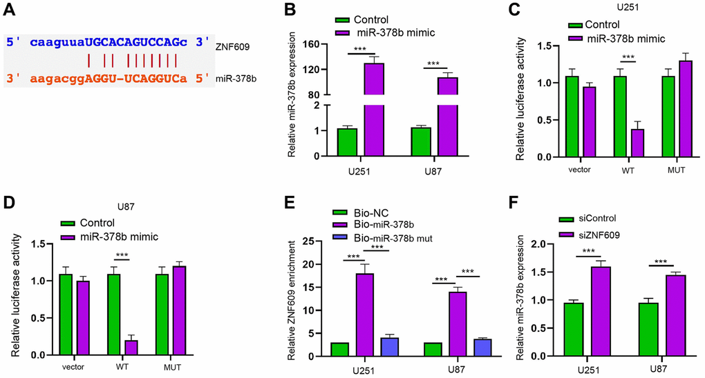 ZNF609 is able to sponge miR-378b in glioma cells. (A) The binding site prediction of ZNF609 and miR-378b in ENCORI database. (B–D) The U251 and U87 cells were treated with miR-378b mimic. (B) The expression of miR-378b was detected by qPCR. (C and D) The luciferase activity was detected by dual luciferase reporter assays. (E–F) The interaction of ZNF609 with miR-378b by RIP assays. [26] The expression of miR-378b was measured by qPCR in U251 and U87 cells treated with ZNF609 siRNA. mean ± SD, **P 