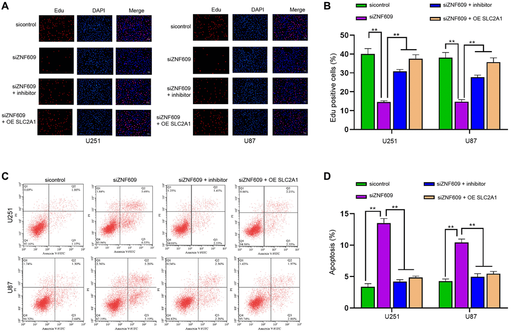 ZNF609/miR-378b/SLC2A1 axis regulates progression of glioma cells. (A–D) The U251 and U87 cells were treated with ZNF609 siRNA or co-treated with ZNF609 siRNA and miR-378b inhibitor or SLC2A1 overexpression vectors. (A and B) The cell proliferation was detected by Edu assays. (C and D) The cell apoptosis was detected by flow cytometry. mean ± SD, **P 