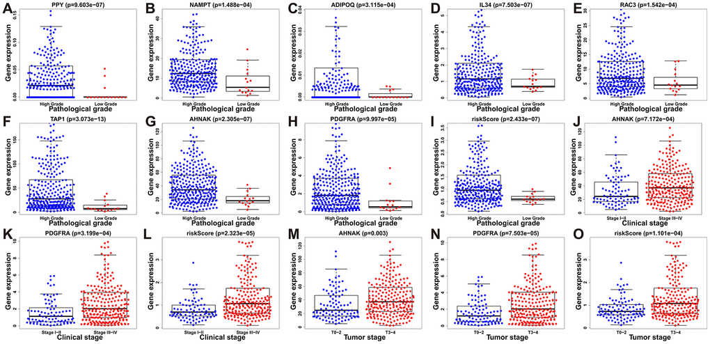 Relationships between prognostic-model-associated IRGs and clinical variables in the TCGA cohort. (A) PPY expression and pathological grade. (B) NAMPT expression and pathological grade. (C) ADIPOQ expression and pathological grade. (D) IL34 expression and pathological grade. (E) RAC3 expression and pathological grade. (F) TAP1 expression and pathological grade. (G) AHNAK expression and pathological grade. (H) PDGFRA expression and pathological grade. (I) Risk score and pathological grade. (J) AHNAK expression and clinical stage. (K) PDGFRA expression and clinical stage; (L) Risk score and clinical stage. (M) AHNAK expression and tumor stage. (N) PDGFRA expression and tumor stage. (O) Risk score and tumor stage.