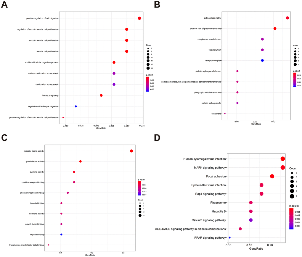 Gene functional enrichment of prognosis-associated DEIRGs. (A) The top ten most significant biological processes in the gene ontology. (B) The top ten most significant cellular components in the gene ontology. (C) The top ten most significant molecular functions in the gene ontology. (D) The top ten most significant KEGG pathways.