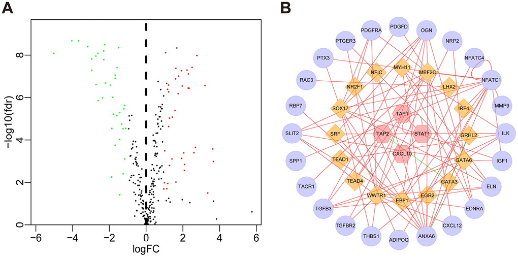 TF regulatory network. (A) Volcano plot of differentially expressed TFs. The green dots represent downregulated TFs, the red dots represent upregulated TFs, and the black dots represent TFs that were not significantly differentially expressed. (B) Regulatory network of TFs and IRGs; the yellow nodes represent TFs that correlated with the IRGs, the red nodes represent IRGs with hazard ratios p  1 (p  0.4 and p 