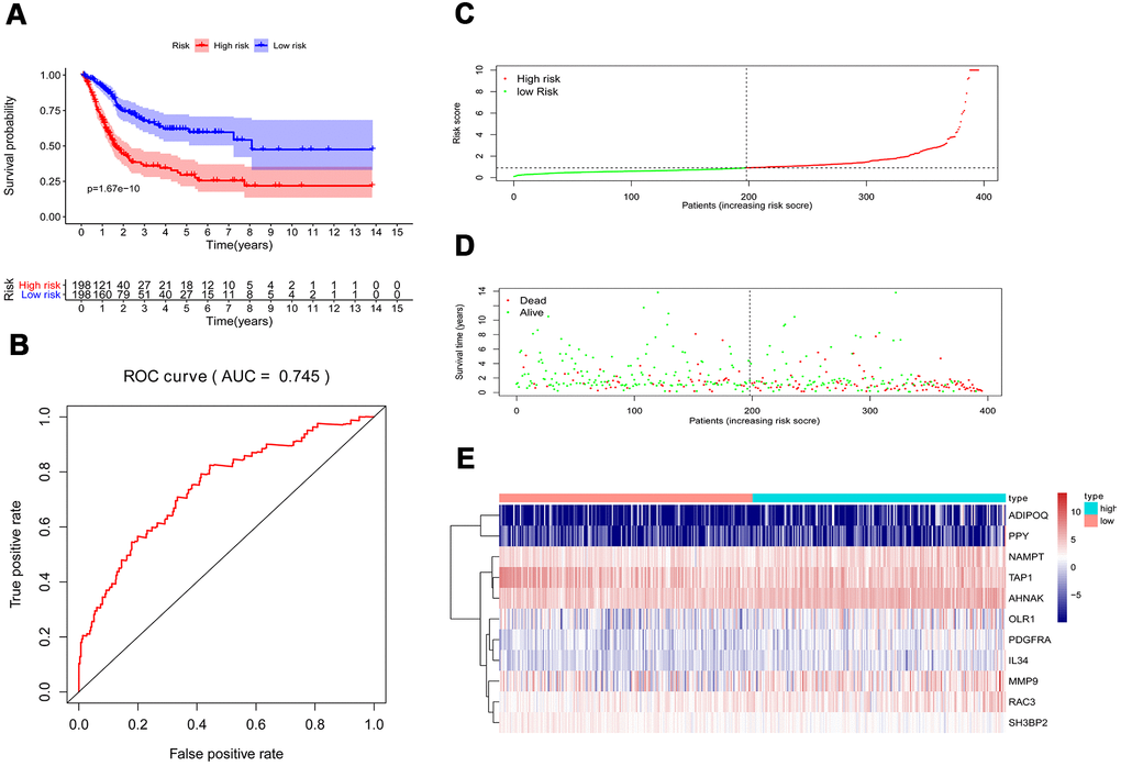 Prognostic risk model of the cohort. (A) Kaplan–Meier curve analysis showed that patients with a high-risk score were correlated with a worse survival outcome (p B) ROC curve analysis of the prognostic risk model. (C) Risk score distribution of patients in the prognostic risk model in the cohort. (D) Survival status scatter plots for patients in the prognostic risk model. (E) Heatmap showing the distribution of the expression of the 11 immune-related genes in the cohort.