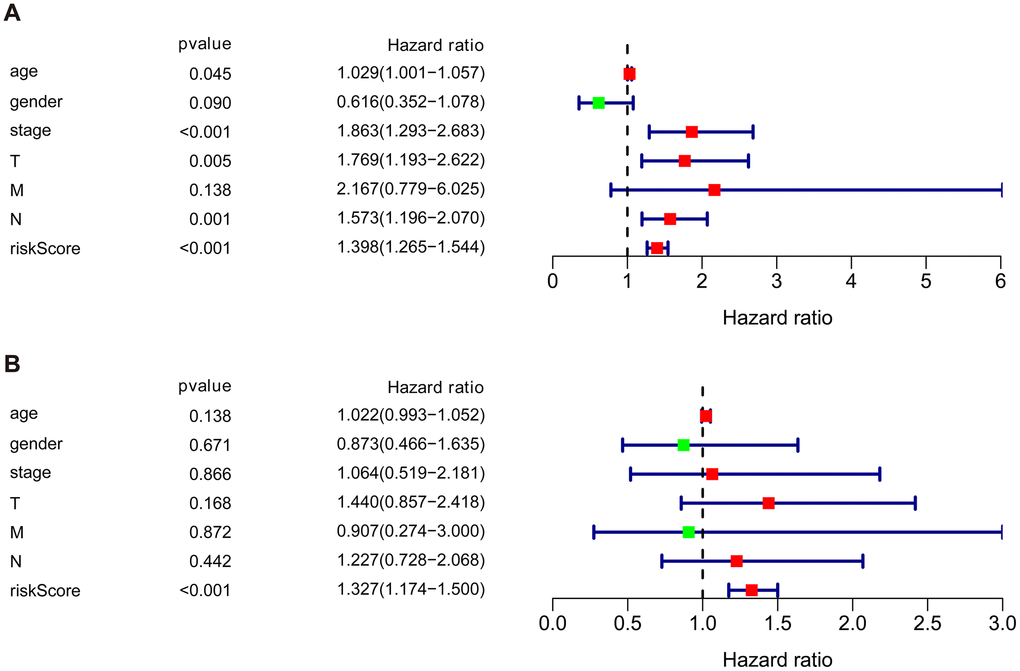 Univariate and multivariate independent prognostic analysis of the cohort. (A) Univariate Cox regression analysis showed clinical stage, tumor, lymph nodes, and risk score were associated with the prognosis of BLCA patients. (B) Multivariate Cox regression analysis revealed that the risk score was independently associated with OS in the cohort.