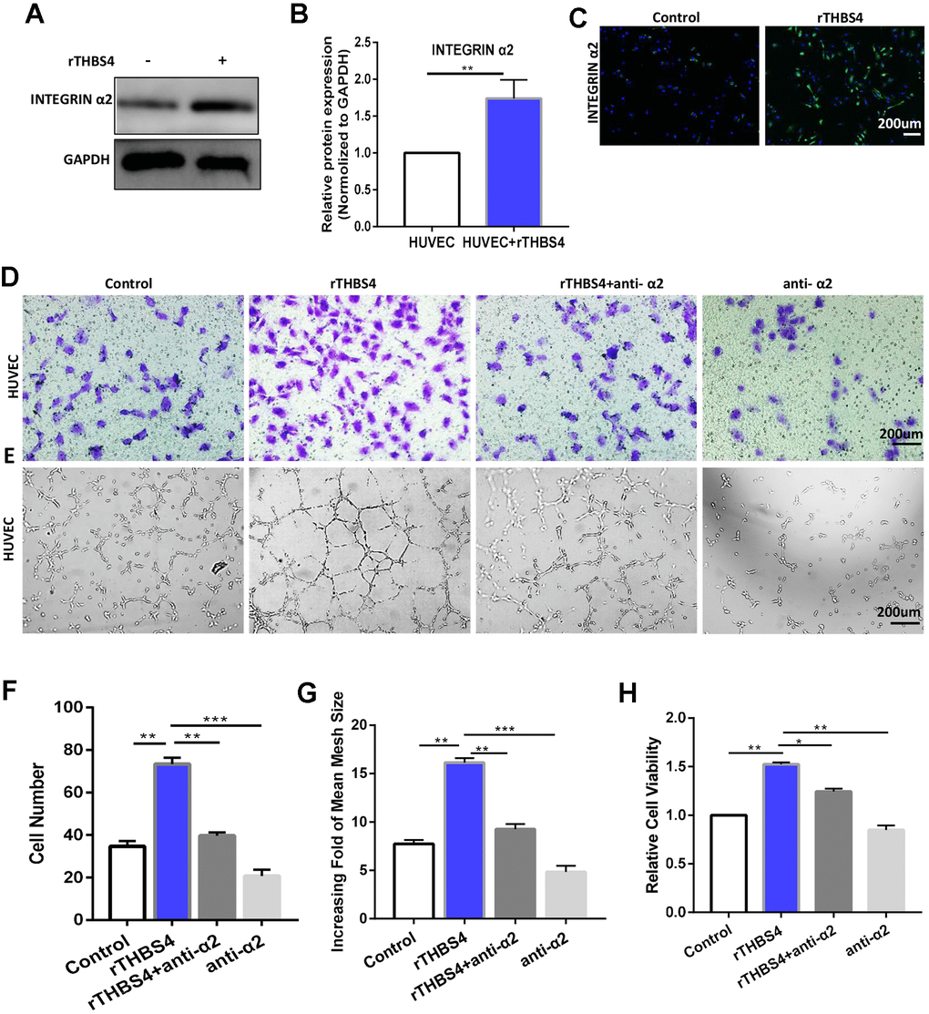 Integrin α2 mediates the effect of paracrine THBS4 signaling on the migration and tube formation of HUVECs. (A–C) Western blotting and IF showed that integrin α2 in HUVECs was significantly increased by rTHBS4. n= 3 wells per group. (D) Representative images of the migration assay after rTHBS4, rTHBS4 + anti- α2 or anti- α2 treatments in HUVECs. n= three independent experiments. (E) Representative images of the tube formation assay after rTHBS4, rTHBS4 + anti-α2 or anti-α2 treatments in HUVECs. n= 3 wells in each group. (F) Quantification of D. (G) Quantification of E. (H) CCK-8 assay to detect HUVEC proliferation after rTHBS4, rTHBS4 + anti-α2 or anti-α2 treatments. n= three independent experiments.