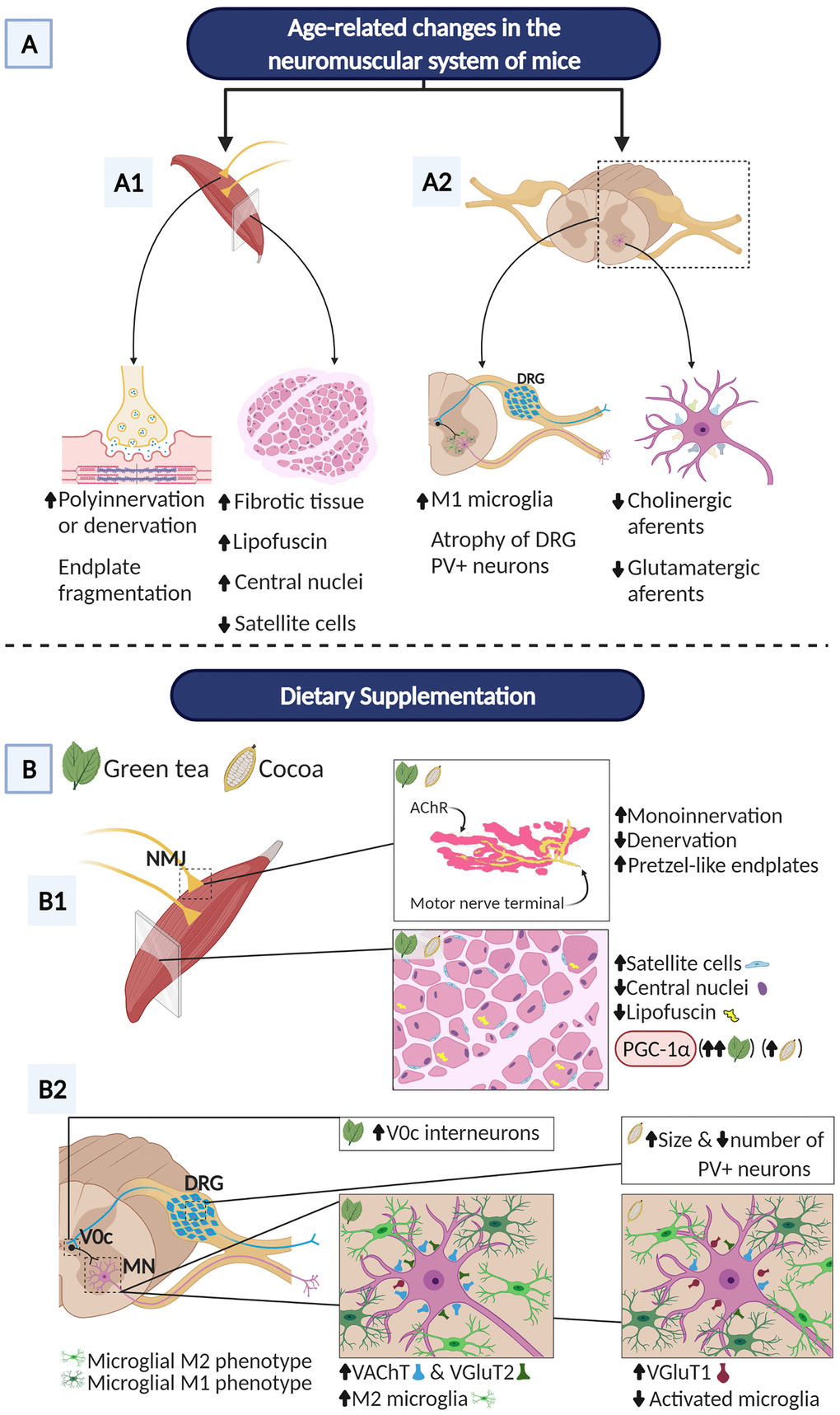 Overview of main benefits promoted by GTE and cocoa dietary supplementations on aging-associated changes in the neuromuscular system of C57BL/6JRj mice. The hallmark neuromuscular alterations occurring in these mice in the course of aging [6] are also summarized. (A) NMJs of aged mice display signs of either denervation or polyinnervation, and endplate fragmentation, suggesting an active process of NMJ remodeling and muscle reinnervation. Additionally, aged muscles show increased fibrosis, abundant fibers with lipofuscin accumulation and centrally located nuclei (indicative of muscle regeneration), and a marked reduction in the proportion of SCs. Aged mouse spinal cords exhibit reactive gliosis in ventral horn with increased proportion of harmful M1 microglia and significant loss of excitatory cholinergic (C-boutons) and glutamatergic synapses on MNs; atrophy of sensory proprioceptive (PV-positive) DRG neurons was also seen. (B) GTE and cocoa supplementations significantly decrease muscle denervation and signs of NMJ degeneration; both supplements augment the proportion of NMJs exhibiting single innervation, reduce fragmentation of endplates and increase the number of them exhibiting a healthier, “pretzel-like”, appearance. Furthermore, GTE- and cocoa-enriched diets increase the density of satellite cells, and reduce lipofuscin deposition in myofibers and the proportion of them displaying central nuclei. PGC-1α, a key regulatory factor of mitochondrial biogenesis, shows increased muscular levels in animals fed with GTE and cocoa-supplemented diets. GTE-, but not cocoa-, supplementation prevents the aging-associated loss of cholinergic (C-bouton) and VGluT2-positive glutamatergic synapses on lumbar spinal cord MNs; cocoa, but not GTE, increases the density of VGluT1-positive glutamatergic nerve terminals contacting MNs. The prevention of age-related C-bouton loss promoted by GTE is associated with increased numbers of V0C interneurons, the neuronal origin of cholinergic C-bouton inputs to MNs. Additionally, the prevention of aging-associated loss of VGluT1-positive MN-afferents by cocoa is accompanied by the increased body size of PV-positive proprioceptive DRG neurons, the source of Ia VGluT1 afferents to MNs. Moreover, GTE-supplementation improves age-related reactive microgliosis in the spinal cord and increases the proportion of neuroprotective M2 microglial cells around MNs, indicating that the imbalance of M1/M2 microglia found to occur with aging can be potentially modulated by GTE. Created with BioRender.com.