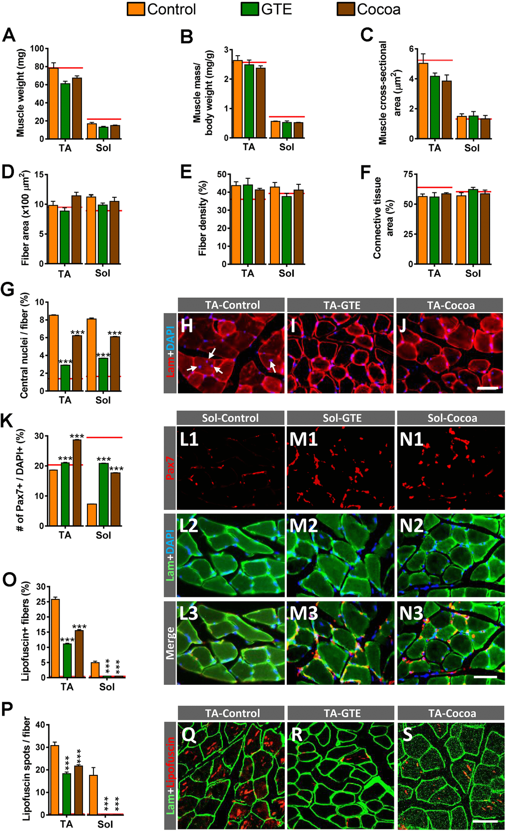 Impact of GTE- and cocoa-supplemented diets on aging-associated changes in TA and Sol muscles of mice. (A–C) Muscle wet weight (in mg, A), muscle weight relative to body weight (expressed in mg/g, B) and muscle cross-sectional area (in μm2, C) are shown. (D) Average myofiber size (cross-sectional area in μm2). (E, F) Density of myofibers (E) and muscular content of connective tissue (F), expressed as the percentage of area occupied by either myofibers or connective tissue respect to the total cross-sectional muscle area). (G) Proportion of myofibers displaying central nuclei. (H–J) Representative images of transversal cryosections of TA muscles of control, GTE and cocoa groups (as indicated); sections were double labeled with an antibody against laminin (red) and DAPI (blue) for DNA; arrows in (H) indicate central nuclei. (K) Percentage of Pax7-immunostained cells (SCs) with respect to DAPI-positive nuclei. (L1–N3) Representative images of a combined immunolabeling for Pax7 (red) and laminin (green), and DAPI staining (blue) in transversal cryosections of Sol muscles from control, GTE and cocoa groups, as indicated. (O, P) Percentage of myofibers containing lipofuscin aggregates (O), and average number of lipofuscin granules per myofiber (P). (Q–S) Representative images of transversal cryosections of TA muscles from control, GTE and cocoa groups (as indicated) immunolabeled for laminin (green); lipofuscin autofluorescence (red) was excited using 510-560 nm excitation and 590 emission filters. Data in graphs are expressed as the mean ± SEM; the average values of adult muscles found in a previous study [6] were indicated by a red line in each graph for comparative purposes; ***p post hoc test; sample size per condition: (A–C) = 6-12 muscles and (D–F) = 3-5 muscles from different mice; (G, K) = 2500-4000 fibers and (O, P) = 1200-2200 fibers per muscle from 3-5 animals. Scale bars: 40 μm in (J) (valid for H, I), in N3 (valid for L1–N2) and S (valid for Q, R).