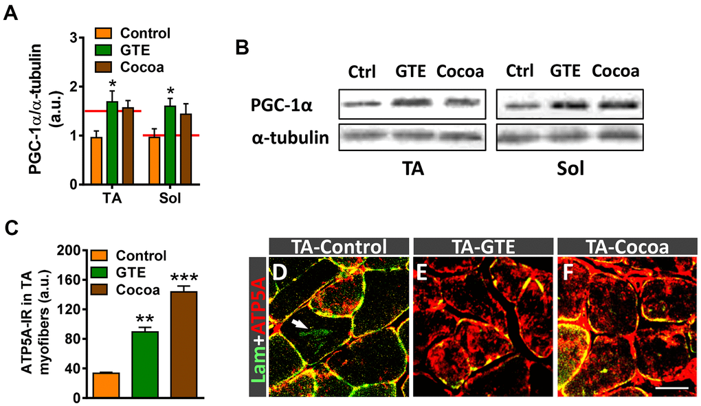 GTE- and cocoa-supplemented diets partially prevent the decrease in PGC-1α expression and restore mitochondrial depletion occurring muscles in the course of age. (A) Densitometric analysis of changes in PGC-1α levels in muscles from the three experimental conditions; data were normalized to α-tubulin. Bars represent the values (mean ± SEM) of 3 mice per condition from 2 independent western blot analysis; *p vs. control, two-way ANOVA (Bonferroni’s post-hoc test); red lines in graph indicate PGC-1α levels found in adult muscles. (B) Representative western blots of PGC-1α and α-tubulin (as loading control) proteins in TA and Sol muscles from mice of control (Ctrl), GTE and cocoa groups. (C) Quantification of ATP5A-immunoreactivity in TA muscles of control, GTE and cocoa groups; bars represent the values (mean ± SEM) of 3 mice per condition; **p p vs. control, one-way ANOVA (Bonferroni’s post-hoc test). (D–F) Representative images showing a combined immunolabeling for laminin (lam, green) and ATP5A (red) in transversal cryosections of TA muscles from three experimental groups used for quantification, as indicated. Note the overt increase in ATP5A immunostaining after GTE (E) and, particularly, cocoa (F) supplementation compared to control (D). Arrow in (D) points out lipofuscin deposition in a myofiber. Scale bar in (F): 50 μm (valid for D, E).