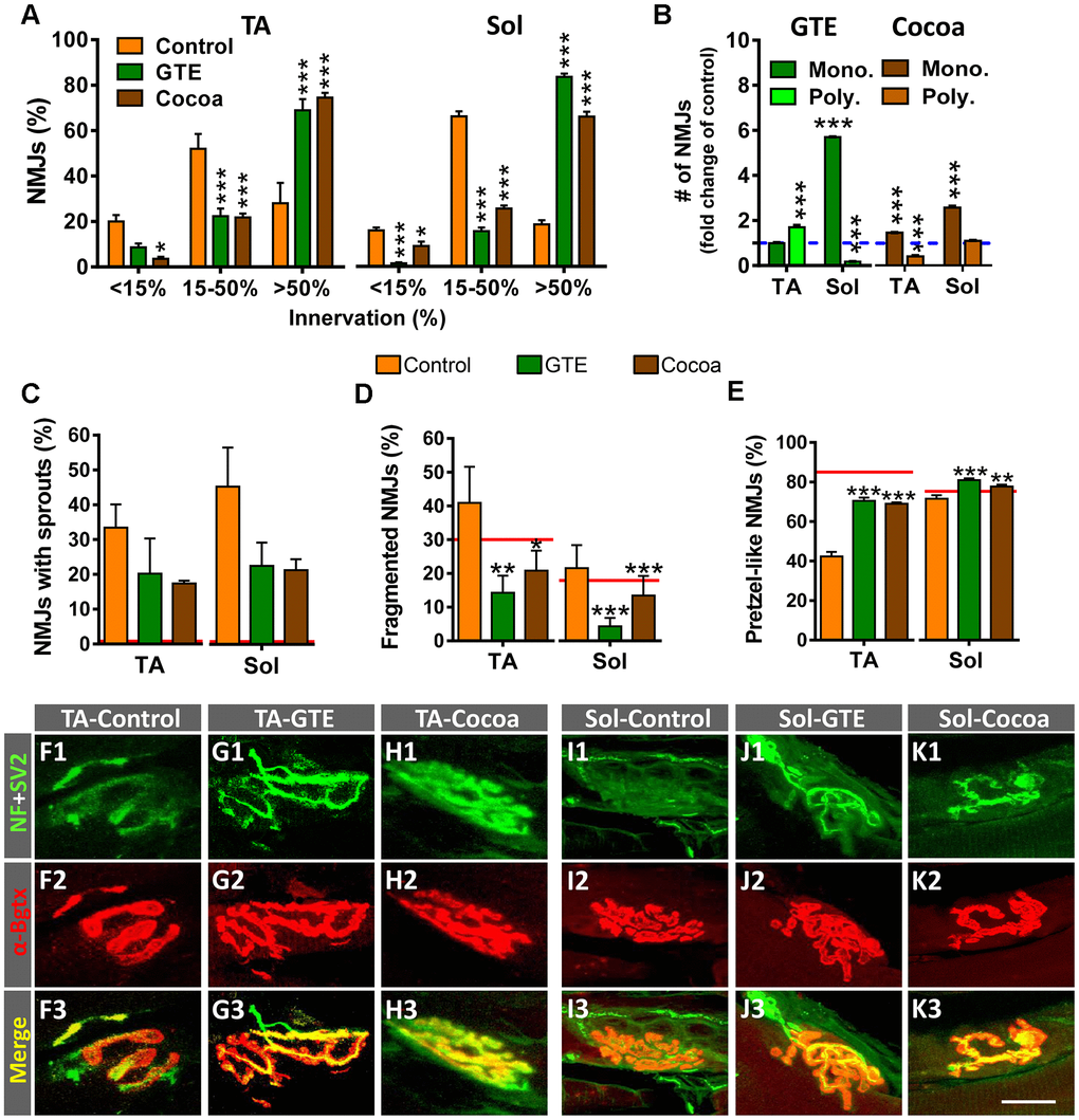 GTE- and cocoa-supplemented diets prevent aging-associated muscle denervation and regressive morphological alterations in NMJs. (A) Proportion of TA and Sol NMJs displaying different degrees of innervation; quantification was based on the percentage of α-Bgtx-labeled postsynaptic site area covered by SV2-immunostained presynaptic terminals (see Materials and Methods, B) Number of NMJs of TA and Sol muscles exhibiting single (mono.) or multiple (poly.) innervation expressed as fold change of control group (blue dashed line). (C–E) Percentage of NMJs showing terminal axonal sprouts (C), fragmented endplates (D) and postsynaptic sites exhibiting a pretzel-like appearance (E, indicative of high degree of synaptic maturity), in TA and Sol muscles of animals from different experimental groups. Bars in graphs represent the mean ± SEM; sample size: 30-58 (A), and 50-85 (B–E) NMJs per muscle from 3-5 animals per condition; *p p p post hoc test; red lines in (C–E) indicate values in adult mice previously reported [6]. (F1–K3) Representative maximal projections of confocal stacks of NMJs of TA (F1–H3) and Sol (I1–K3) from mice of control, GTE and cocoa groups (as indicated in panels); muscle sections were stained with antibodies against NF and SV2 (green, for presynaptic nerve terminals), and α-Bgtx (red, for postsynaptic AChR). Scale bar in K3 = 20 μm (valid for F1–K2).
