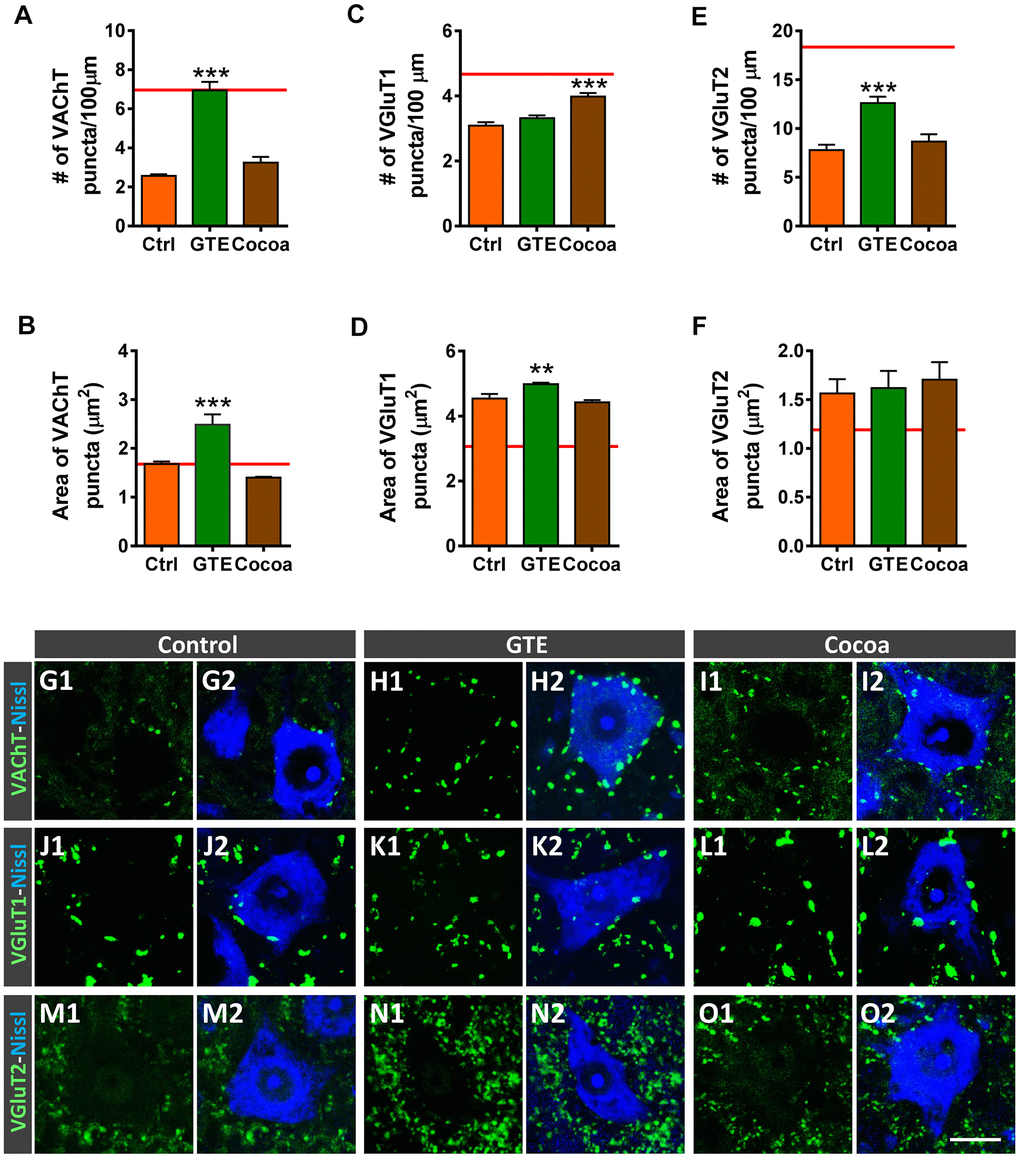 Effects of GTE- and cocoa-supplemented diets on excitatory cholinergic (VAChT-positive) and glutamatergic (VGluT1 and VGluT2) synaptic inputs to aged spinal MNs. (A–F) Graphs show the average density (number of puncta per 100 μm of MN soma perimeter, A, C, E) and size (in μm2, B, D, F) of the different types of afferent synapses examined; the red dashed line in each graph indicates the mean value of the corresponding afferent synapse density or size found in adult mice [6]. (G1–O2) Representative confocal micrographs of VAChT, VGluT1 and VGluT2 nerve terminals contacting MN cell bodies of animals from control, GTE and cocoa groups, as indicated. Spinal cord sections were immunolabeled for either VAChT, VGluT1 or VGluT2 (green), and counterstained with fluorescent Nissl staining (blue) to visualize MN cell bodies, as indicated in panels. Data in the graphs are expressed as the mean ± SEM, **p p post hoc test); 50-60 MNs were analyzed per animal (number of animals per group: control =3, GTE = 4; and cocoa = 5). Scale bar in O2 = 20 μm (valid for G1–O1).