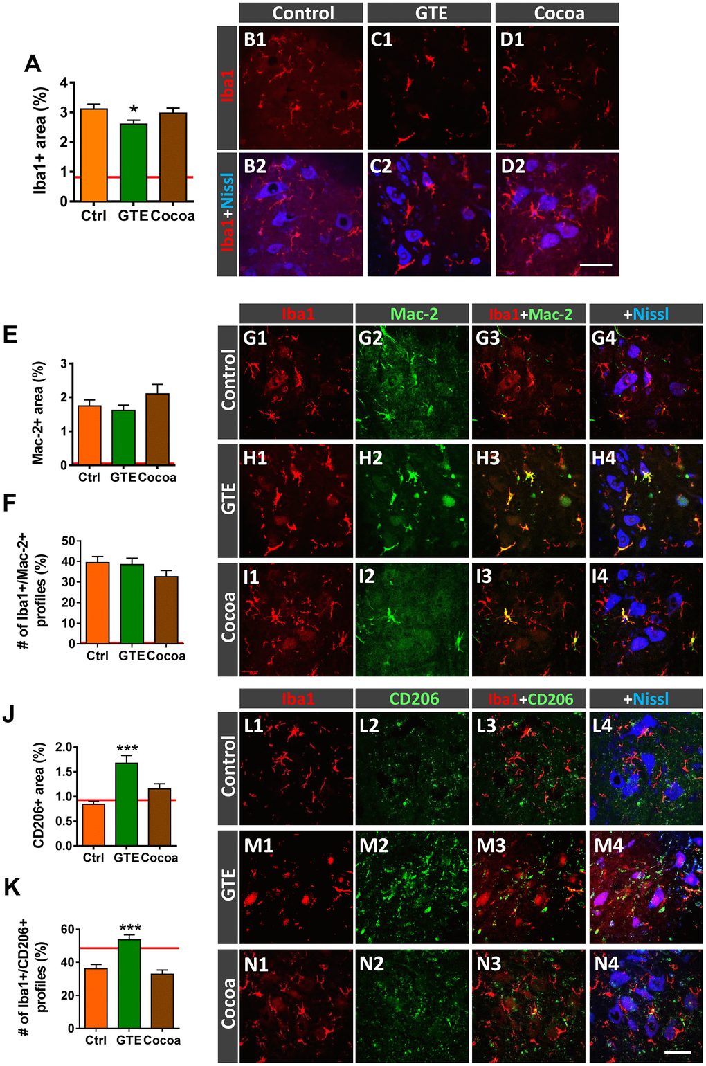 Impact of GTE- and cocoa-supplemented diets on the aging-associated microgliosis and imbalance in M1/M2 microglial phenotypes found in the ventral horn spinal cord of old mice. Lumbar spinal cord sections were immunostained for the microglial marker Iba1 (red), and either Mac-2 or CD206 (green), for M1 or M2 microglia, respectively; fluorescent Nissl staining (blue) was used for MN visualization. (A) Quantification of microglia expressed as the percentage of ventral horn occupied by Iba1-positive profiles. (B1–D2) Representative confocal images showing Iba1-staining around spinal cord MNs of animals from control, GTE and cocoa groups as indicated in panels. (E, F, J, K) Quantification of Mac-2-positive (E) and CD206-positive (J) profiles surrounding MNs shown as the percentage of ventral horn area occupied by the immunostained profiles; the proportion of microglial profiles expressing both Iba1 and either Mac-2 (F) or CD206 (K) is also shown. The average values of these parameters in adult mice from our previous study [6] are indicated in each graph (red lines) for comparison purposes. (G1–I4, L1–N4) Representative confocal micrographs used for data analysis showing Mac-2 (G1–I4) and CD206 (L1–N4) in combination with Iba1 and fluorescent Nissl staining, as indicated in panels. Data in the graphs are expressed as the mean ± SEM; a total of 45-50 images per experimental group were analyzed (number of animals per group: control [Ctrl] = 3, GTE = 4, cocoa = 5); *p p post hoc test). Scale bar in N4 = 50 μm (valid for B1–D1, G1–I4, L1–N3).