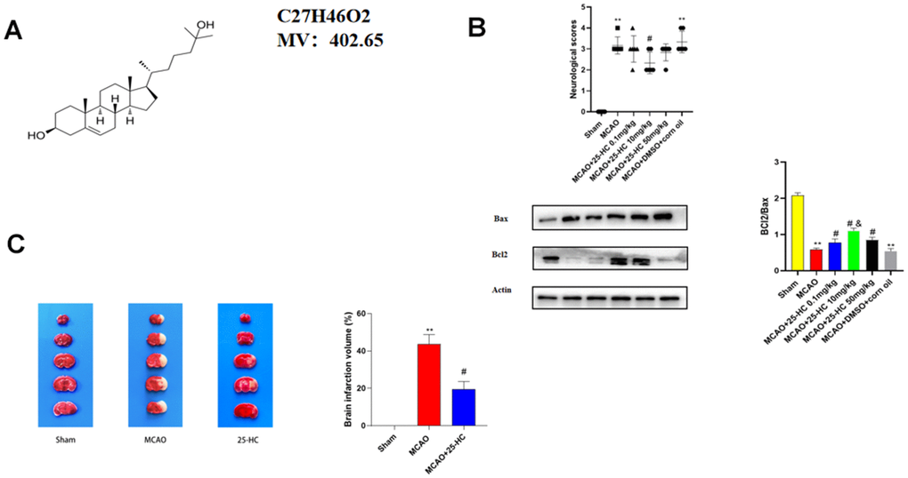 25-Hydroxysterol reduces size of cerebral infarction in a mouse middle cerebral artery occlusion (MCAO) model. Mice were randomly divided into three groups. Control group, healthy mice; MCAO group, mice with MCAO; mice with MCAO treated with + 25-Hydroxymethosterol. (A) Chemical structure of 25-Hydroxysterol. (B) Neurobehavioral score and Western blot analysis of BCL2 and Bax expression to select drug concentration (**P C) TTC staining was used to detect cerebral infarction in mice (N = 5 per group, **PP