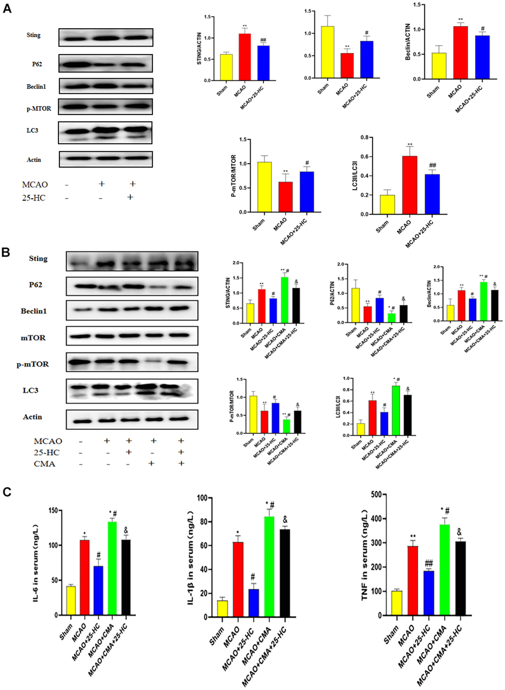 25-Hydroxycholesterol (25-HC) suppressed the middle cerebral artery occlusion (MCAO)-induced enhanced autophagy, and the effects of 25-HC on autophagy, oxidative injury, apoptosis, and inflammation were reversed by oxygen-10-acridine acetic acid (CMA). (A) Expression of p-mTOR, STING, P62, Beclin1, LC3 I, and LC3 II were tested by Western blot (N = 5 per group, **PPPB) Expression of p-mTOR, STING, P62, Beclin1, LC3 I, and LC3 II were tested by Western blot (N = 5-6 per group, **PPPC) Levels of interleukin (IL)-6, tumor necrosis factor-α, and IL-1β were measured by commercially available ELISA kits (N = 6 per group, **PPPP