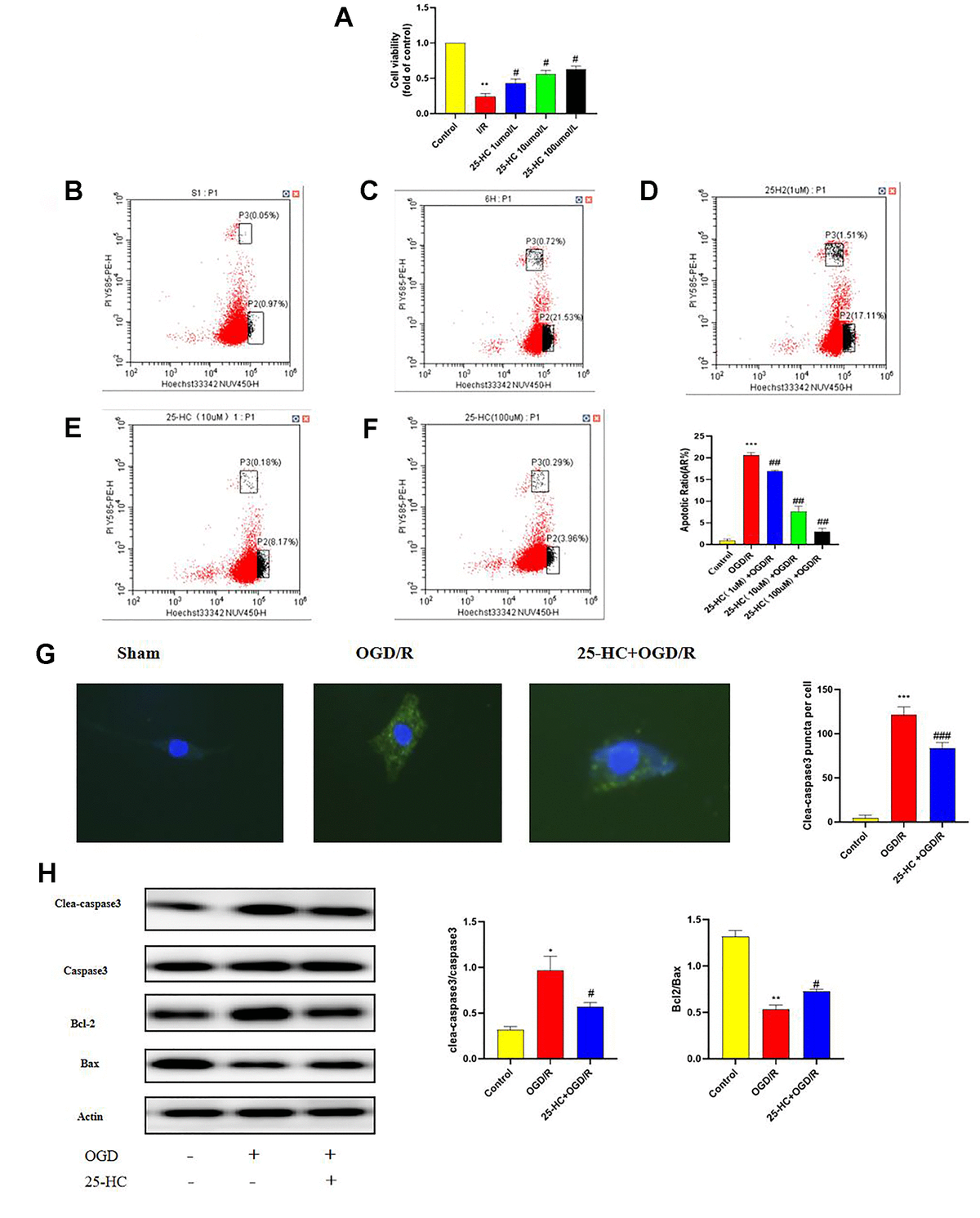 25-Hydroxycholesterol (25-HC) protected PC12 cells from I/R-induced cytotoxicity and inhibits autophagy following oxygen-glucose deprivation/reperfusion (OGD/R) in PC12 Cells. (A) PC12 cell viability is assessed by measuring CCK8. Results were shown as fold of control. (B–F) PC12 cells were pretreated with 25-HC and then cultured under OGD/R conditions or normoxia. Apoptosis analysis was performed, and representative flow cytometry images are shown. Quantifications of the percentage of apoptotic cells are shown (N = 3 per group, ***PPPPG) The expression of cleaved caspase3 was tested by immunocytofluorescent staining (N = 3 per group, ***PPH) The expressions of cleaved caspase-3, caspase-3, Bcl-2, and Bax were measured by Western blot (N = 3 per group, **PPP