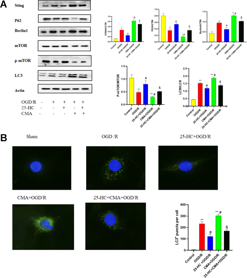 Involvement of the STING-mTOR/autophagy pathway in 25-Hydroxycholesterol (25-HC)-induced protection in PC12 cells. (A) The expressions of p-mTOR, STING, P62, Beclin1, LC3 I, and LC3 II were tested by Western blot (N = 3 per group, **PPPPB) The protein levels of LC3 were detected by immunofluorescence (N = 3 per group, **PPP