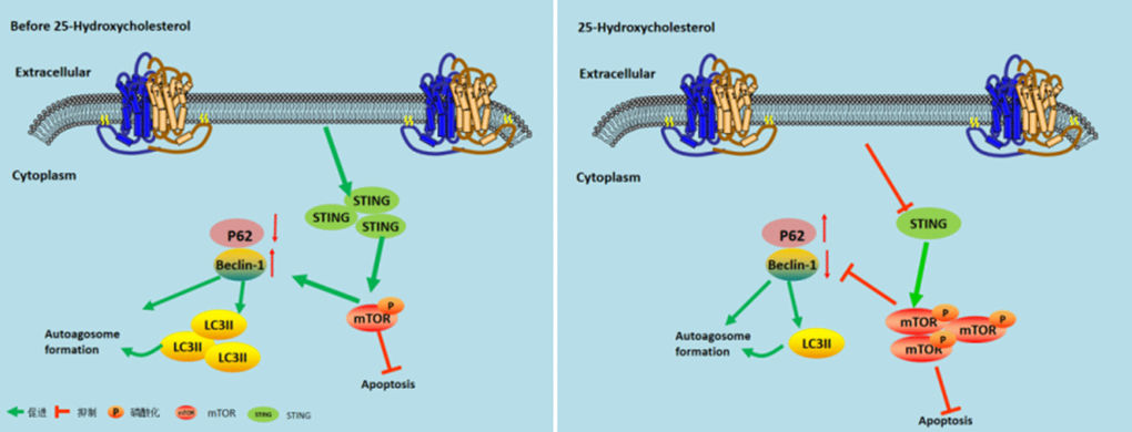 Model describing the mechanism by which 25-Hydroxycholesterol protects against cerebral ischemiareperfusion injury. Left Figure: After cerebral ischemia and reperfusion, the expression of STING protein is activated and mTOR phosphorylation is inhibited, thereby increasing the expression of autophagy and achieving cerebral ischemia effect. Right image: After administration of 25-hydroxycholesterol, the expression of STING protein was inhibited, and mTOR phosphorylation was activated, thus inhibiting the expression of autophagy and achieving the effect of cerebral ischemia tolerance.