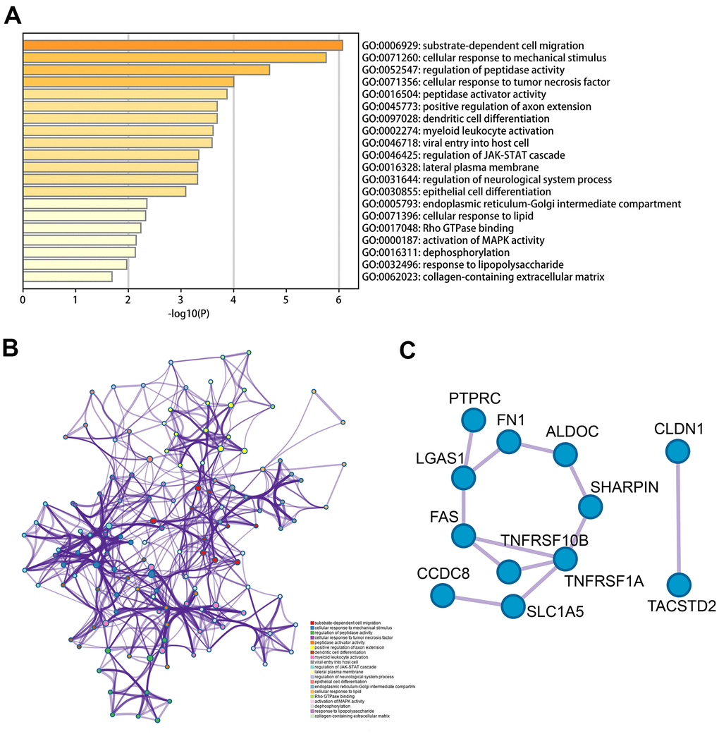 Functional analysis of 62 MDGs based on the metascape. (A) Bar graph of enriched terms across input gene lists, colored by p-values. (B) The network of enriched terms colored by cluster-ID, where nodes that the same cluster-ID are typically close to each other. (C) Protein-protein interaction network identified in the MDGs.