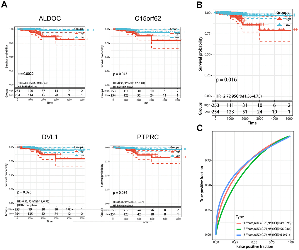 Construction of MDGs based prognostic signature. (A) Kaplan-Meier plots of ALDOC, C14orf62, DVL1, PTPRC. (B) The Kaplan-Meier plot of the prognostic signature based on the median of the risk score. (C) The ROC curve for assessing the prediction value of the signature.