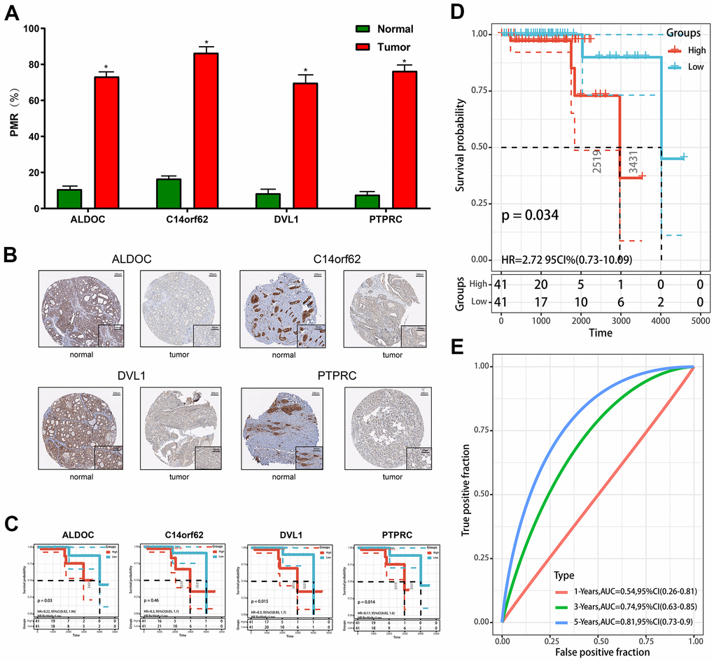 Validation of constructed prognostic signature. (A) The methylation level was detected by qMSP. (B) The protein level was detected by IHC. (C) The Kaplan-Meier plots of the ALDOC, C14orf62, PTPRC. (D) The Kaplan-Meier plot of the prognostic signature based on the median of the risk score in the validation set. (E) The ROC curve for assessing the prediction value of the signature in the validation set.