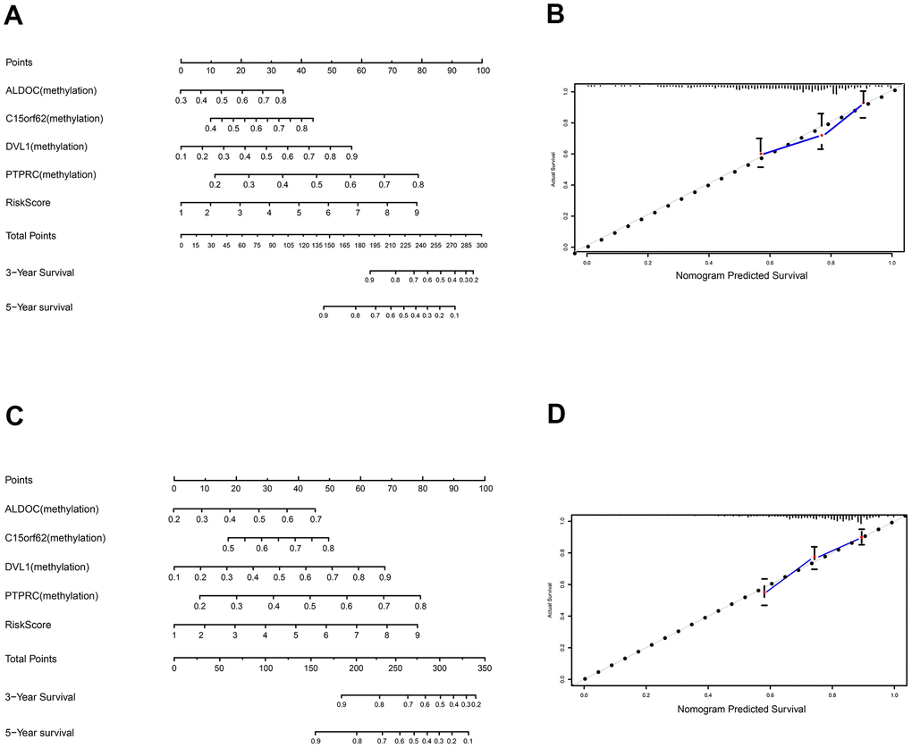 Construction and validation of nomogram. (A) The nomogram for predicting the survival with 3- and 5-year OS. (B) The calibration plot for validation of the model. (C) The nomogram for predicting the survival with 3- and 5-year OS in the validation set. (D) The calibration plot for validation of the model in the validation set.