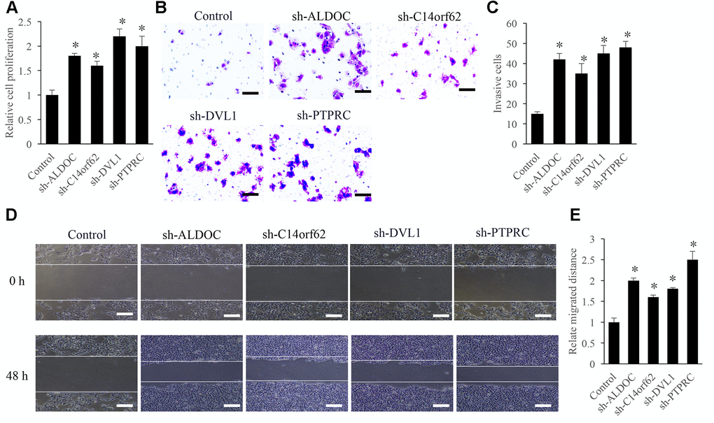Influence of ALDOC, C14orf62, DVL1, and PTPRC on the proliferation, migration, and invasion of TC cells. (A) Influence of ALDOC, C14orf62, DVL1, and PTPRC on the proliferation of TC cells. (B) Influence of ALDOC, C14orf62, DVL1, and PTPRC on the invasion of TC cells (Scale bar=50 μm). (C) Quantitative analysis of the influence of ALDOC, C14orf62, DVL1, and PTPRC on the invasion of TC cells. (D) Influence of ALDOC, C14orf62, DVL1, and PTPRC on the migration of TC cells (Scale bar=500 μm). (E) Quantitative analysis of the influence of ALDOC, C14orf62, DVL1, and PTPRC on the migration of TC cells.