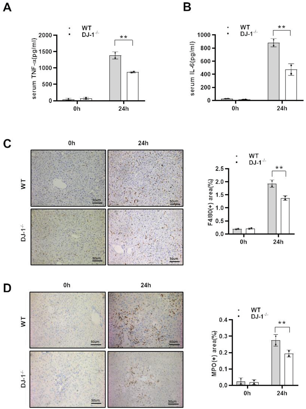 DJ-1 deficiency attenuates the inflammatory response to APAP overdose. Fasted WT and DJ-1−/− mice were intraperitoneal injected with a single dose of 300 mg/kg of APAP. Serum TNF-α (A) and IL-6 (B) levels after APAP injection were measured by ELISA (n = 4–6). (C) Immunohistochemistry staining of hepatic F4/80 after APAP treatment. Representative images are shown (origin magnification ×100) (n = 4–6). (D) Immunohistochemistry of hepatic MPO after APAP treatment. Representative images are shown (origin magnification ×100) (n = 4–6). Data are shown as means ± SD, *P **P 