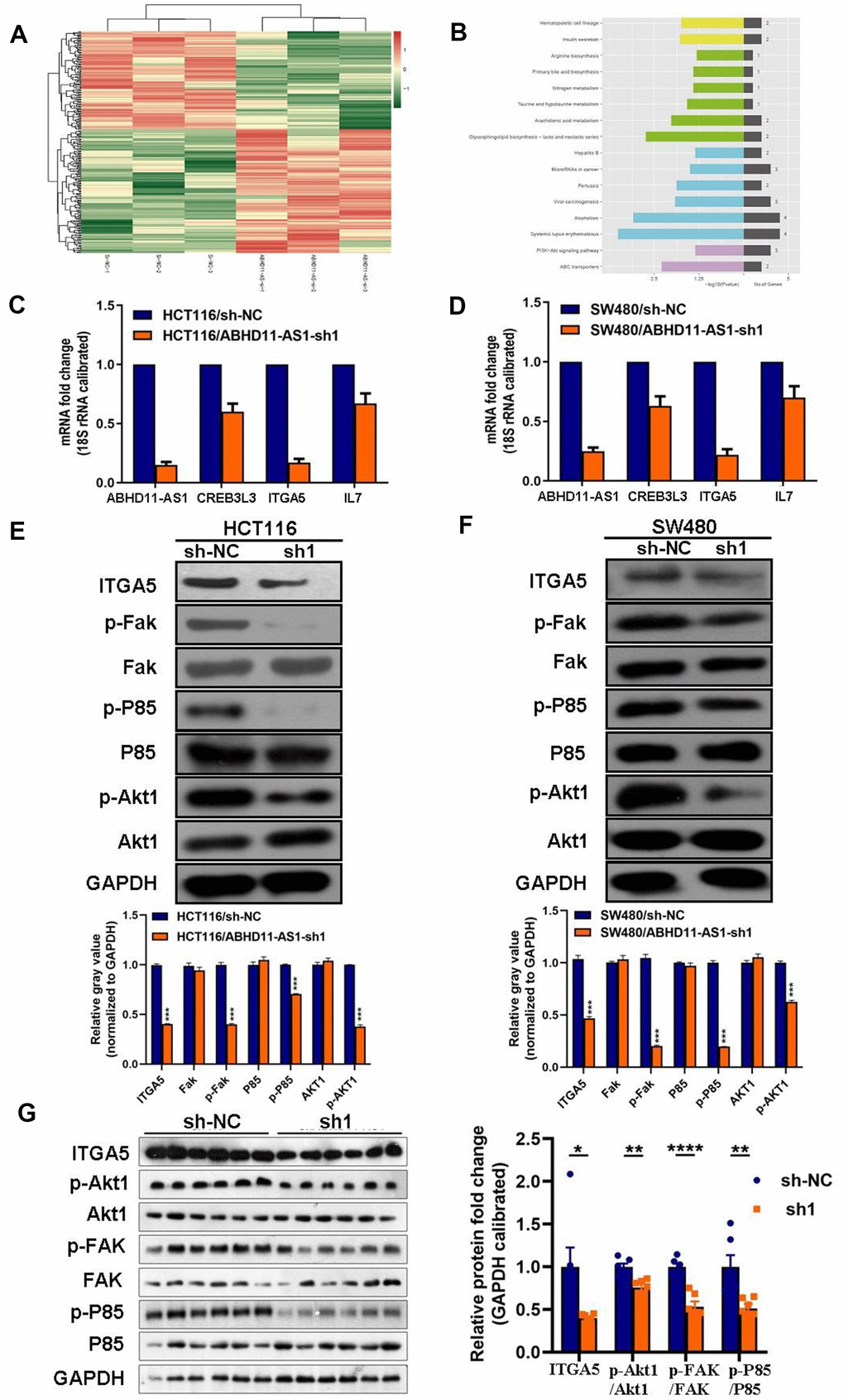 ABHD11-AS1 deficiency inhibited ITGA5/Fak/PI3K/Akt signaling pathway in CRC. (A) mRNA sequencing to find differential genes between HCT116-sh-NC cells and ABHD11-AS1 deficient cells and displayed via Heat-map. (B) Differential genes enriched by KEGG pathway. Top 16 pathways were illustrated. (C) RT-qPCR to detect mRNA expression of ITGA5, CREB3L3, ITGA5, IL7 in HCT116 cells and ABHD11-AS1 deficient cells. (D) RT-qPCR to detect mRNA expression of ITGA5, CREB3L3, ITGA5, IL7 in SW480 cells and SW480 ABHD11-AS1 deficient cells. (E) WB analysis of protein abundance of ITGA5, FAK, p-FAK, P85, p-P85, Akt1, p-Akt1 in HCT116 cells and HCT116 ABHD11-AS1 deficient cells. (F) WB analysis of protein abundance of ITGA5, FAK, p-FAK, P85, p-P85, Akt1, p-Akt1 in SW480 cells and SW480 ABHD11-AS1 deficient cells. (G) WB analysis of protein abundance of ITGA5, FAK, p-FAK, P85, p-P85, Akt1, p-Akt1 in tumor tissues of nude mice. ***P