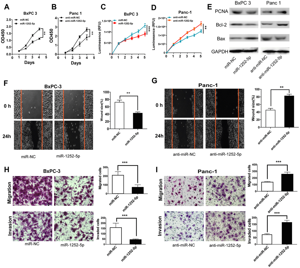 MiR-1252-5p inhibited the proliferation, migration and invasion of PAC cells. (A–D) MTT and CellTiter-Glo luminescent cell viability assays were conducted to detect cell proliferation after transfection with corresponding miRNA vectors in PAC cells. (E) Western blot assays were conducted to examine markers of cell proliferation and apoptosis (PCNA, Bcl-2 and Bax) after transfection with corresponding miRNA vectors in PAC cells. (F–I) Wound healing and Transwell (without or with Matrigel) assays analysis of cell migratory and invasive ability after transfection with corresponding miRNA vectors in PAC cells. **P P 