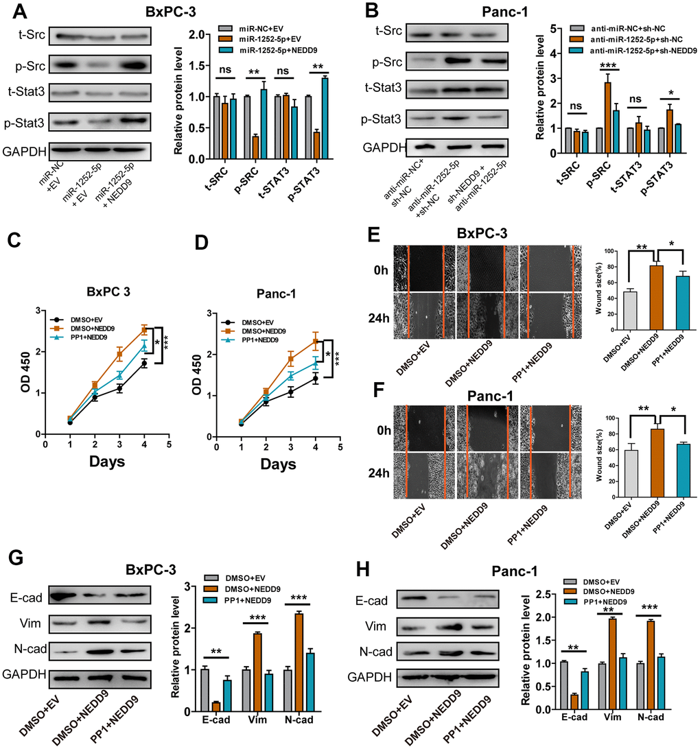 SRC/STAT3 signaling was essential for the biological function of miR-1252-5p/NEDD9 in PAC. (A, B) Western blot analysis of the activation of SRC/STAT3 signaling protein after transfection with corresponding vectors in PAC cells. C-H, MTT, wound healing and western blotting assays analysis of cell proliferation (C, D), migration (E, F) and EMT process (G, H) after transfection with corresponding vectors or treatment with PP1 in PAC cells. NEDD9, neural precursor cell expressed, developmentally downregulated 9; NC, negative control. E-cad, E-cadherin; N-cad, N-cadherin; Vim, Vimentin. ns, not significant; *P P P 