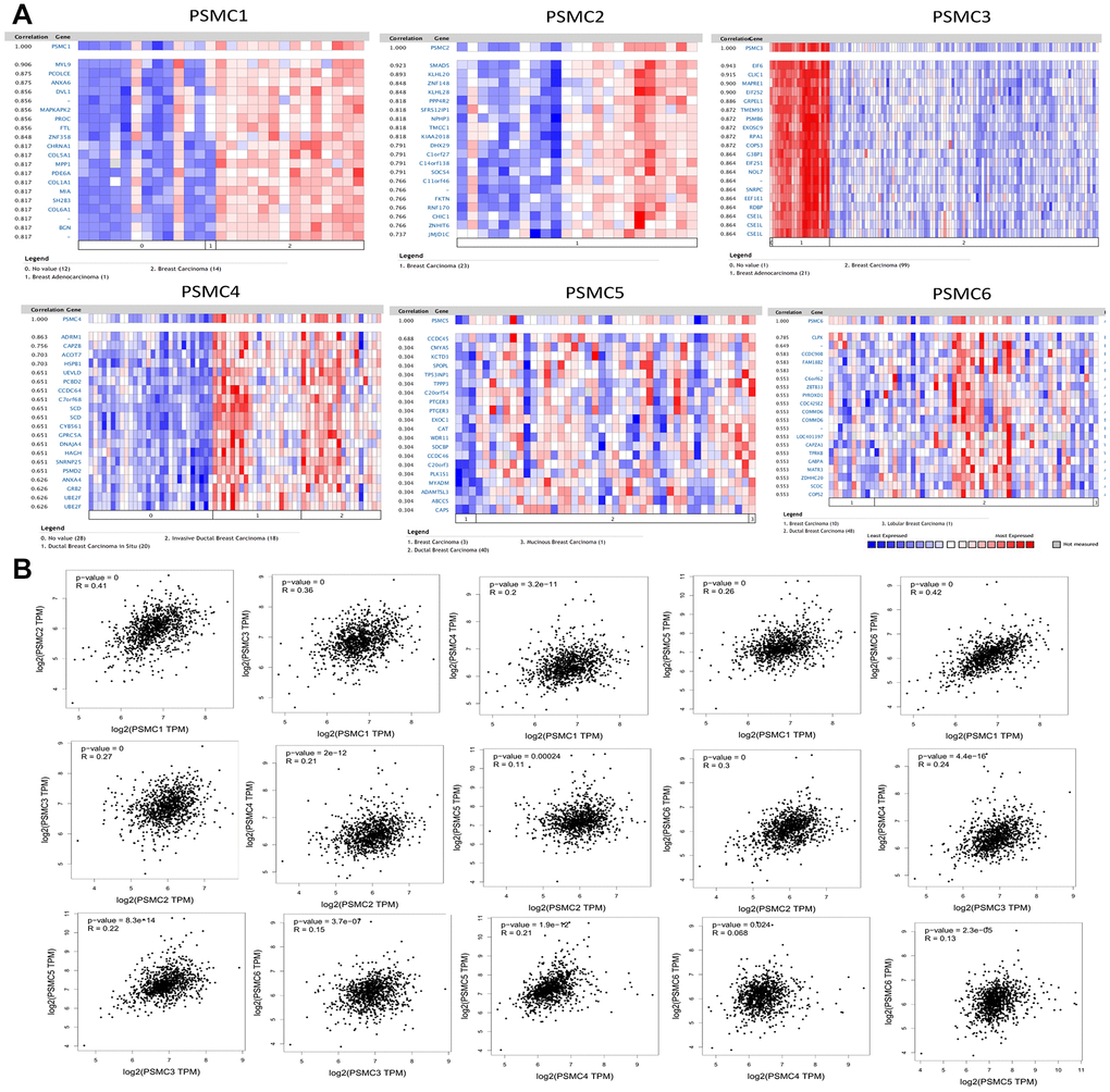 Genes coexpressed with the proteasome 26S subunit, ATPase (PSMC) family and correlations among the six PSMC genes in breast cancer. (A) Genes coexpressed with PSMC genes in breast cancer from the Oncomine platform. (B) Correlations among PSMC genes in breast cancer from the GEPIA2 platform.