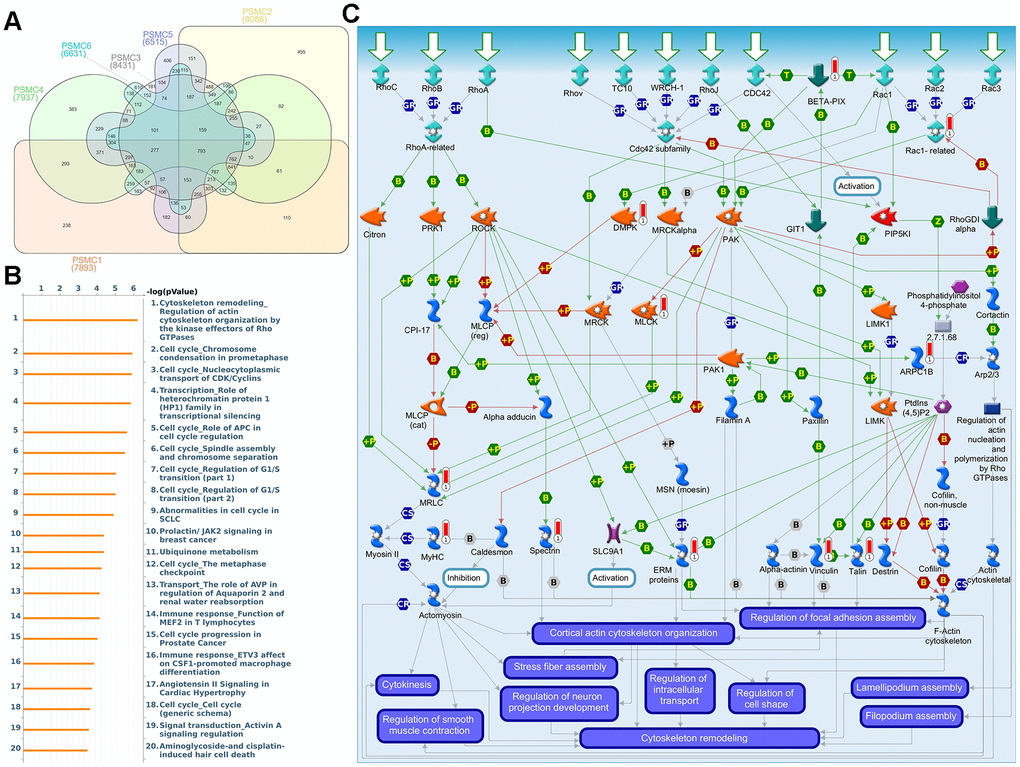 Coexpression of proteasome 26S subunit, ATPase (PSMC) genes and signal transduction pathways in breast cancer tissues. (A) Venn diagram of PSMC family coexpression networks in METABRIC breast cancer databases. PSMC genes were analyzed using METABRIC databases, and the intersection of coexpressed genes was plotted. (B) To explore potential networks regulated by PSMC family genes, we exported coexpressed genes and further uploaded them to the MetaCore platform for a pathway analysis. (C) The MetaCore pathway analysis of "biological processes" indicated that “Cytoskeleton remodeling