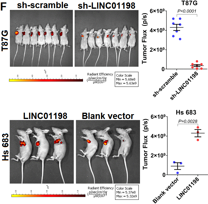 LINC01198 enhanced proliferation and invasion of glioma cells. (F) Subcutaneous xenograft nude mice model was used to verify the proliferative variation of glioma cells whose LINC01198 was being stably knocked down (T87G) or over-expressed (Hs 683). Two tailed, unpaired T-test was used to analyze the significant difference (T87G, t=9.456, df=12, P
