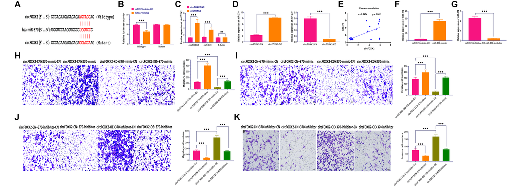 CircFOXK2-miR-370 interaction is essential for BC metastasis. (A) Putative binding site of miR-370 in the circFOXK2 sequence. (B) Luciferase activity in BT-549 cells treated as indicated. (C) circRIP assay. (D) Expression of miR-370 in circFOXK2-overexpressing/knockdown BT-549 cells. (E) Pearson correlation between the expressions of circFOXK2 and miR-370. (F) Expression of miR-370 in BT-549 cells treated with miR-370 mimic. (G) Expression of miR-370 in BT-549 cells treated with miR-370 inhibitor. (H and J) Rescue experiments for the migration ability of BT-549 cells treated as indicated. Scale bar: 20 μm. (I and K) Rescue experiments for the invasion ability of BT-549 cells treated as indicated. Scale bar: 20 μm. Data were represented as mean ± SD. Each experimental group had at least three replicates. *p **p ***p 