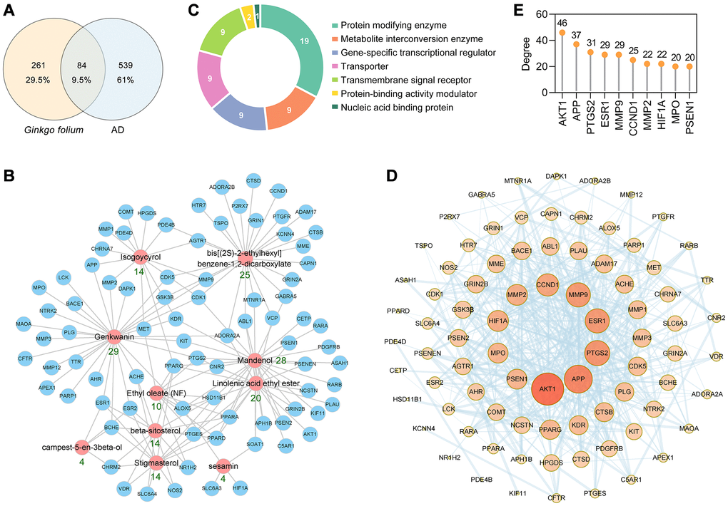 PPI network construction for the target proteins of GF against AD. (A) The intersection of GF and AD targets. (B) The main active ingredients-AD target network diagram of GF against AD. The active ingredients nodes are colored in red, and blue nodes represent target proteins. (C) Panther classification categorized target proteins of GF against AD. (D) PPI network of GF against AD. Nodes, targets; edges, interaction among targets. The darker the color and the larger the node, the higher the degree. The thickness of the edges represents the combined score. (E) The top 10 core targets were excavated according to the degree. The numbers above the dots represent degree.