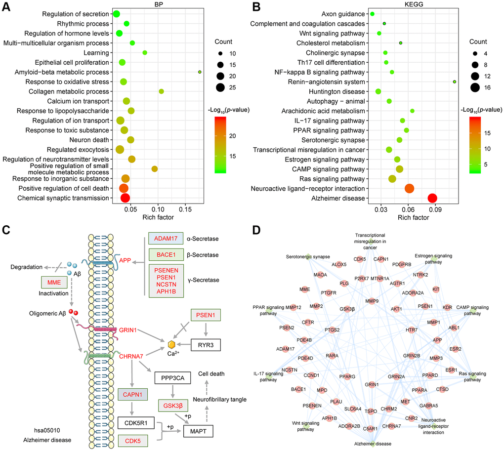 Bioinformatics analysis of target proteins of GF against AD. (A) Top 20 bubble chart of biological process of GO enrichment analysis. (B) The top 20 KEGG pathways are presented in the bubble chart. (C) The genes involved in the Alzheimer disease pathway are presented in the mechanistic diagram of AD pathology. (D) Top 10 significantly enriched KEGG pathways are shown as a network diagram. Red circle nodes represent target proteins, and green diamond nodes represent enriched KEGG pathways. X-axis, rich factor; bubble size, the number of targets enriched; bubble color, p value.