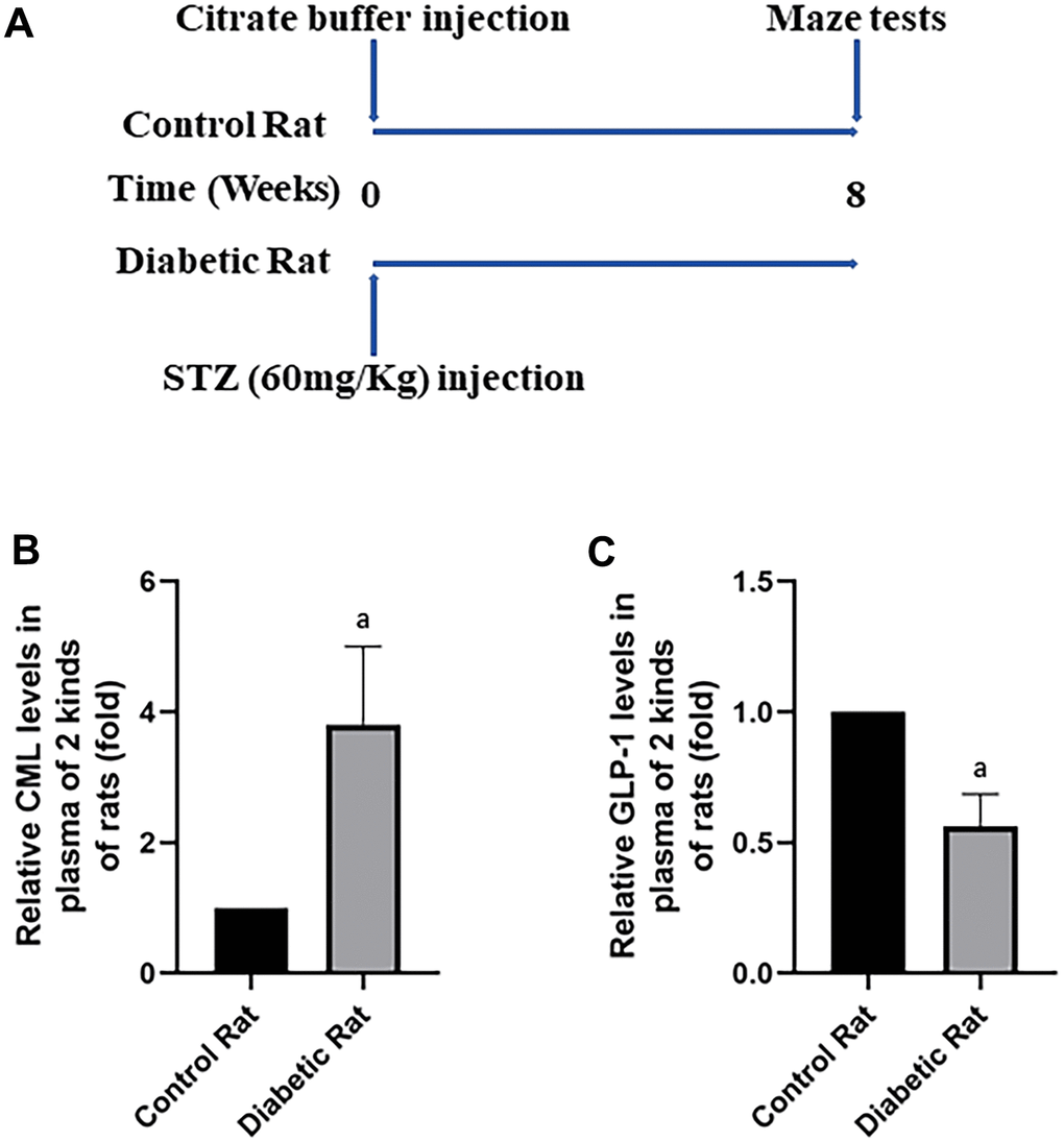 Diabetic rats showed increased CML and decreased GLP-1 levels in plasma. In (A), we showed treatments of Wistar rats. Each rat was given a large doze of STZ or citrate buffer (PH 4.5) to get diabetic rat or control rat. After 8 weeks, cognitive functions of all rats were tested by water maze. “a” in (B) showed increased CML levels, while in (C) showed decreased GLP-1 levels in the plasma of diabetic rats, compared with control rats. Data are represented as mean ± SD; n=4 per group for results of ELISA.