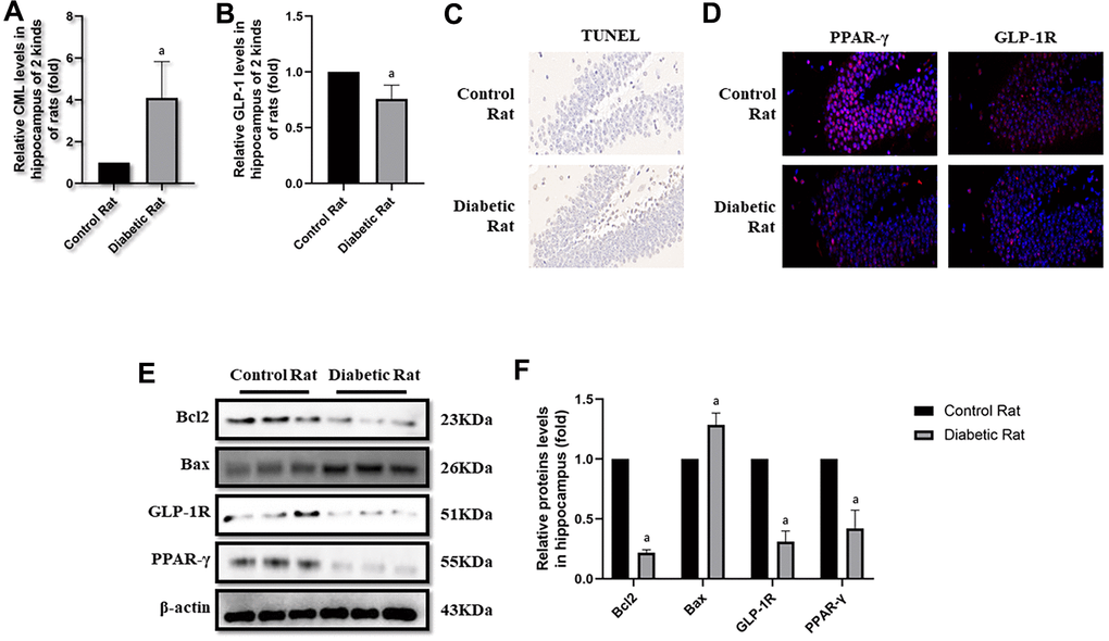 Levels of apoptosis were elevated in hippocampus of diabetic rats. “a” in (A) showed elevated CML levels in hippocampus of diabetic rats, compared with control rats (P). “a” in (B) showed decreased GLP-1 levels in hippocampus of diabetic rats, compared with control rats (P). Results in (C) showed increased apoptosis in hippocampus of diabetic rats, compared with control rats. Results in (D) showed down-regulated PPAR-γ and GLP-1R in hippocampus of diabetic rats, compared with control rats. (E) Showed the western blotting results of bcl2, bax, GLP-1R and PPAR-γ. “a” of (F) showed down-regulated bcl2, GLP-1R and PPAR-γ levels and up-regulated bax levels in hippocampus of diabetic rats, compared with control rats (all P). Data are represented as mean ± SD; n=4 per group for results of ELISA. n=3 per group for results of western blotting.