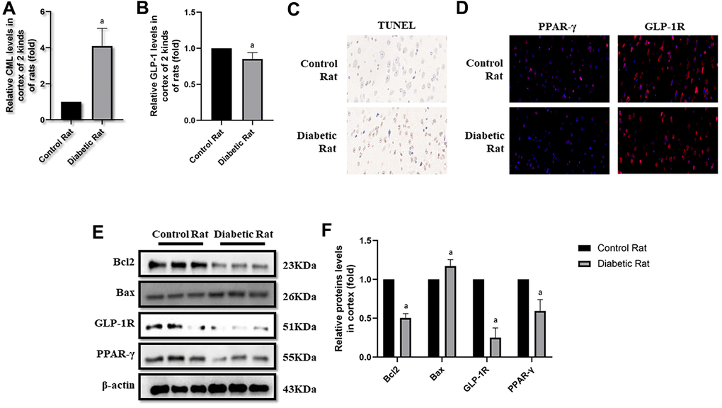 Levels of cells apoptosis were elevated in cortex of diabetic rats. “a” in (A) showed elevated CML levels in cortex of diabetic rats, compared with control rats (P). “a” in (B) showed decreased GLP-1 levels in cortex of diabetic rats, compared with control rats (P). Results in (C) showed increased apoptosis in cortex of diabetic rats, compared with control rats. Results in (D) showed down-regulated PPAR-γ and GLP-1R in cortex of diabetic rats, compared with control rats. (E) Showed the western blotting results of bcl2, bax, GLP-1R and PPAR-γ. “a” of (F) showed down-regulated bcl2, GLP-1R and PPAR-γ levels and up-regulated bax levels in cortex of diabetic rats, compared with control rats (all P). Data are represented as mean ± SD; n=4 per group for results of ELISA. n=3 per group for results of western blotting.