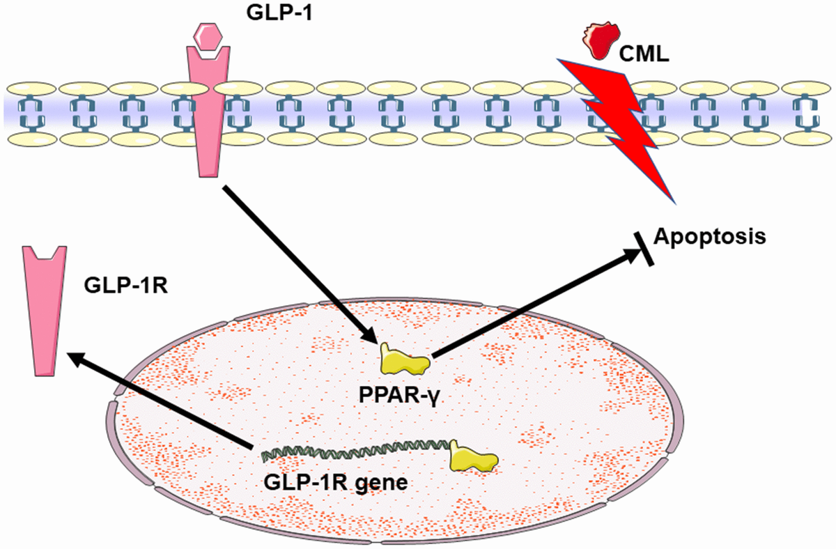 Summary diagram of the relationship among GLP-1, CML and PPAR in cells apoptosis. CML could induce the apoptosis of PC12 cells. GLP-1 could induce the expression of PPAR-γ by binding to GLP-1R. And then, PPAR-γ could attenuate the neuronal apoptosis. Additionally, PPAR-γ may promote the expression of GLP-1R by the interaction between PPAR-γ and the promoter sequence of GLP-1R.