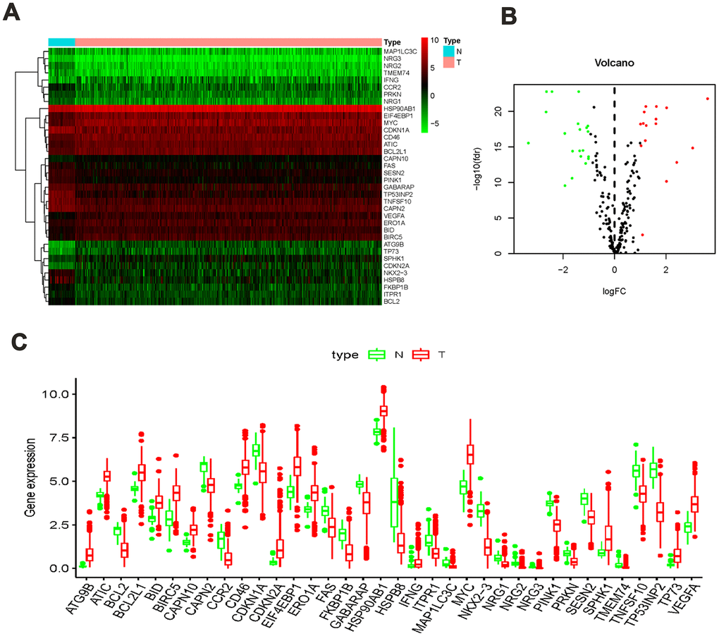 ARGs differentially expressed in colon cancer and normal tissues. (A) Heatmap showed thirty-six differentially expressed genes, with red dots indicating significantly up-regulated genes, green dots indicating significantly down-regulated genes, and black dots indicating no differences gene; (B) the volcanic map of differentially expressed genes; (C) the bar plot of genes in normal and tumor tissues. Red and green indicate tumor tissues and normal tissues.
