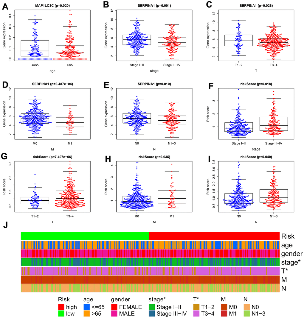 Correlation between risk score signature and clinicopathological characteristics. (A) RNA expression levels of MAP1LC3C in subgroups with different age; RNA expression levels of SERPINA1 in subgroups with distinct stage (B), T (C), M (D), N (E); risk-score in subgroups with different stage (F), T (G), M (H), N (I). (J) A strip chart showed the correlation between risk score signature and clinicopathological characteristics; *p 