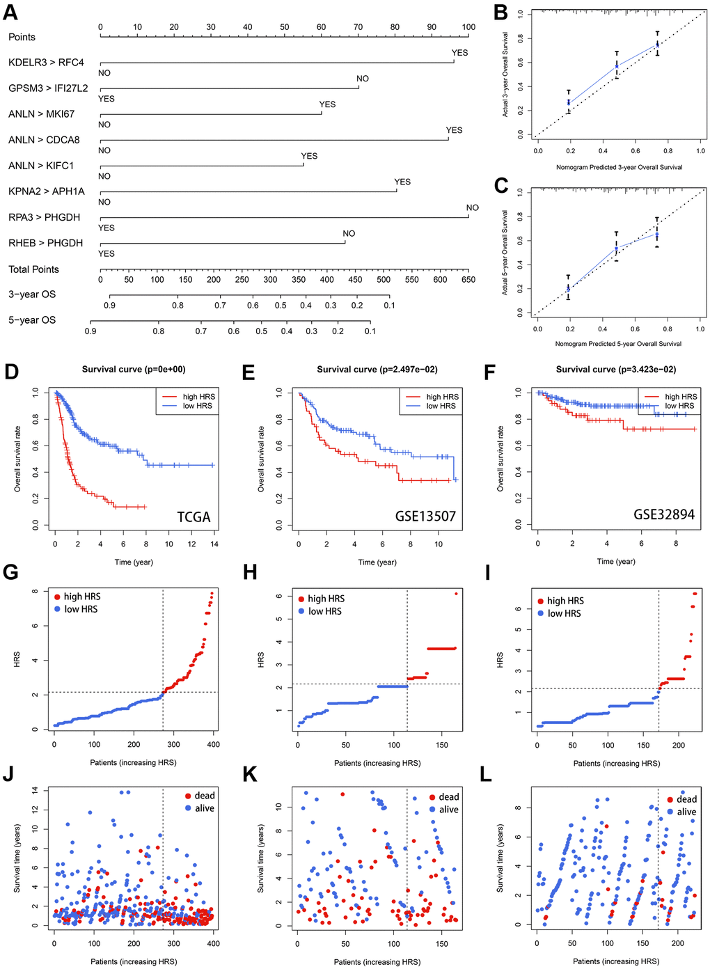 Validation of HRS. (A) A nomogram was plotted to visualize the HRS. (B, C) The calibration curves for 3- (B) and 5-year (C) OS prediction. (D–F) Kaplan-Meier survival analysis of HRS in TCGA (D), GSE13507 (E) and GSE32894 (F) cohorts. (G–I) The distribution of HRS in TCGA (G), GSE13507 (H) and GSE32894 (I). (J–L) The distribution of survival status in TCGA (J), GSE13507 (K) and GSE32894 (L).