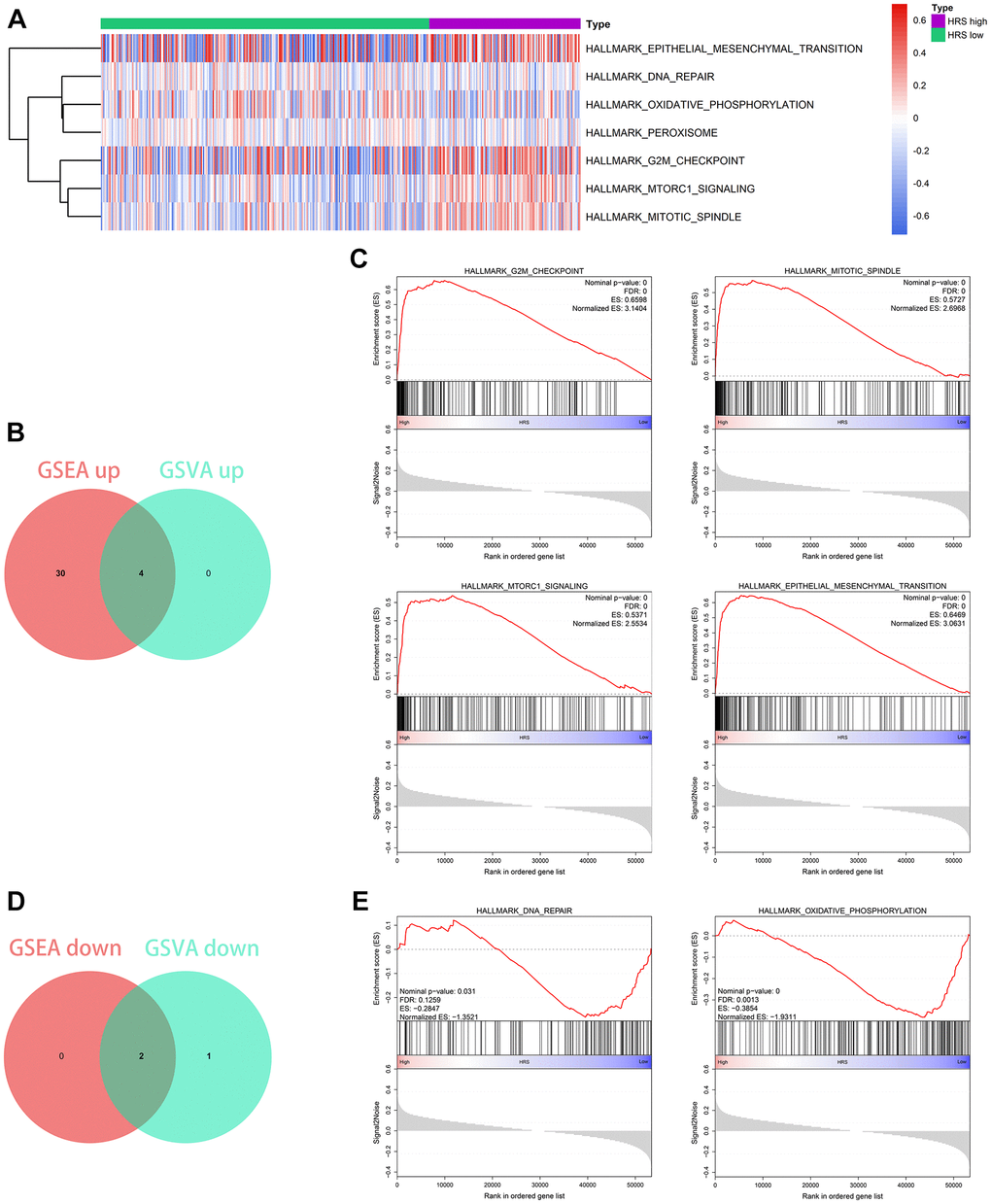 Functional enrichment analysis. (A) The heatmap showing the analysis results of GSVA. (B, C) Four pathways, including G2M checkpoint, mitotic spindle, mTORC1 signaling, and epithelial mesenchymal transition, were positively related to HRS, which was codetermined by GSEA and GSVA. (D, E) Two pathways, including DNA repair and oxidative phosphorylation, were negatively associated with HRS through the combined analysis by GSEA and GSVA.