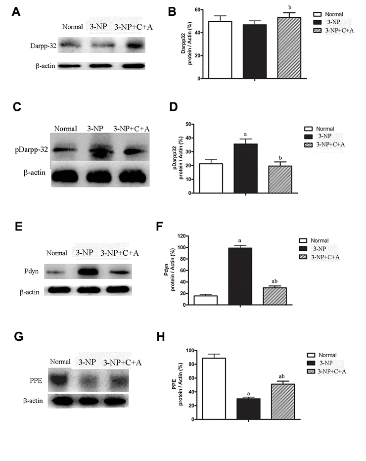 Significantly elevated pDARPP-32 expression was noted in the 3-NP group, but C16+Ang-1 treatment reduced pDARPP-32 expression. The PPE and Pdyn expression levels are indicators of imbalances between the striatopallidal and striatonigral pathways. 3-NP insult can increase Pdyn but decrease PPE in the striatum of mice in the 3-NP group. C16+Ang-1 treatment decreased Pdyn but increased PPE expression, suggesting that its mechanism of action likely involved protecting the indirect basal ganglia pathway and the PPE medium spiny neuronal terminals. Western blot images of the levels of (A, B) DARPP-32, (C, D) pDARPP-32, (E, F) Pdyn, and (G, H) PPE in the control, 3-NP, and 3-NP+C16+Ang-1 groups. aP bP 