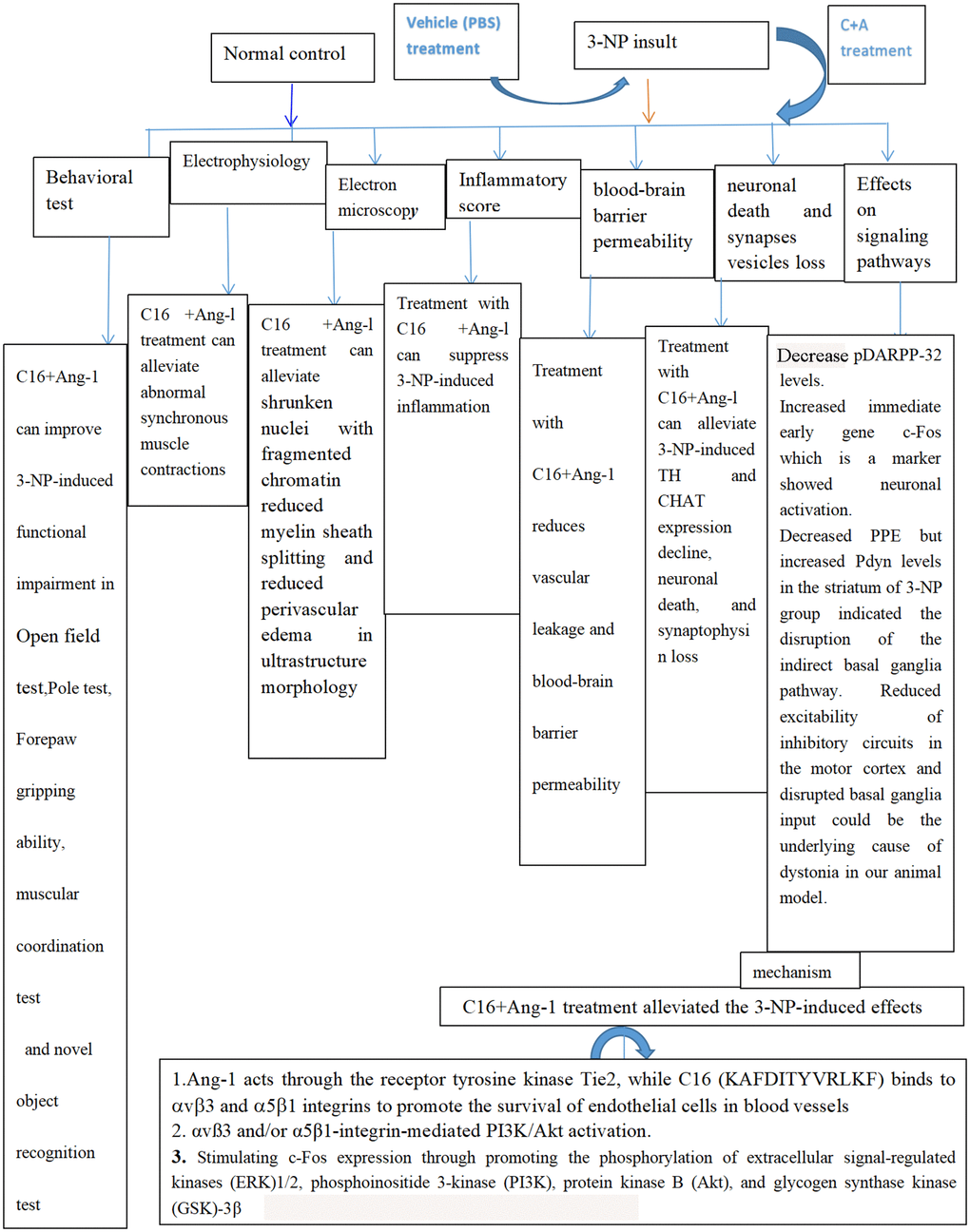 Schematic diagram showing all protective effects of combined C16 and Ang-1 treatment in 3-NP-induced mice in this study.